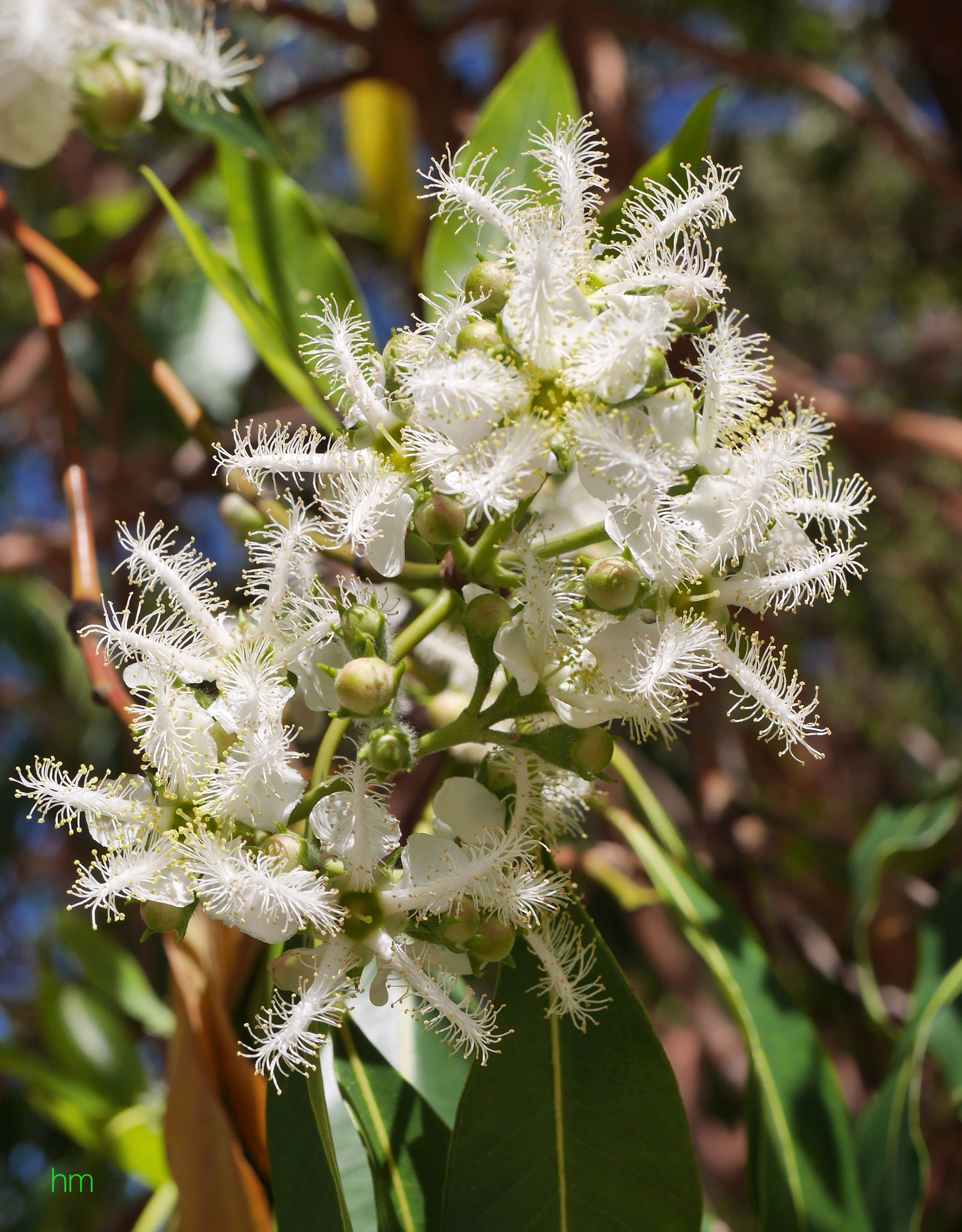 Panasonic Lumix G Macro 30mm F2.8 ASPH Mega OIS sample photo. Queensland box tree photography