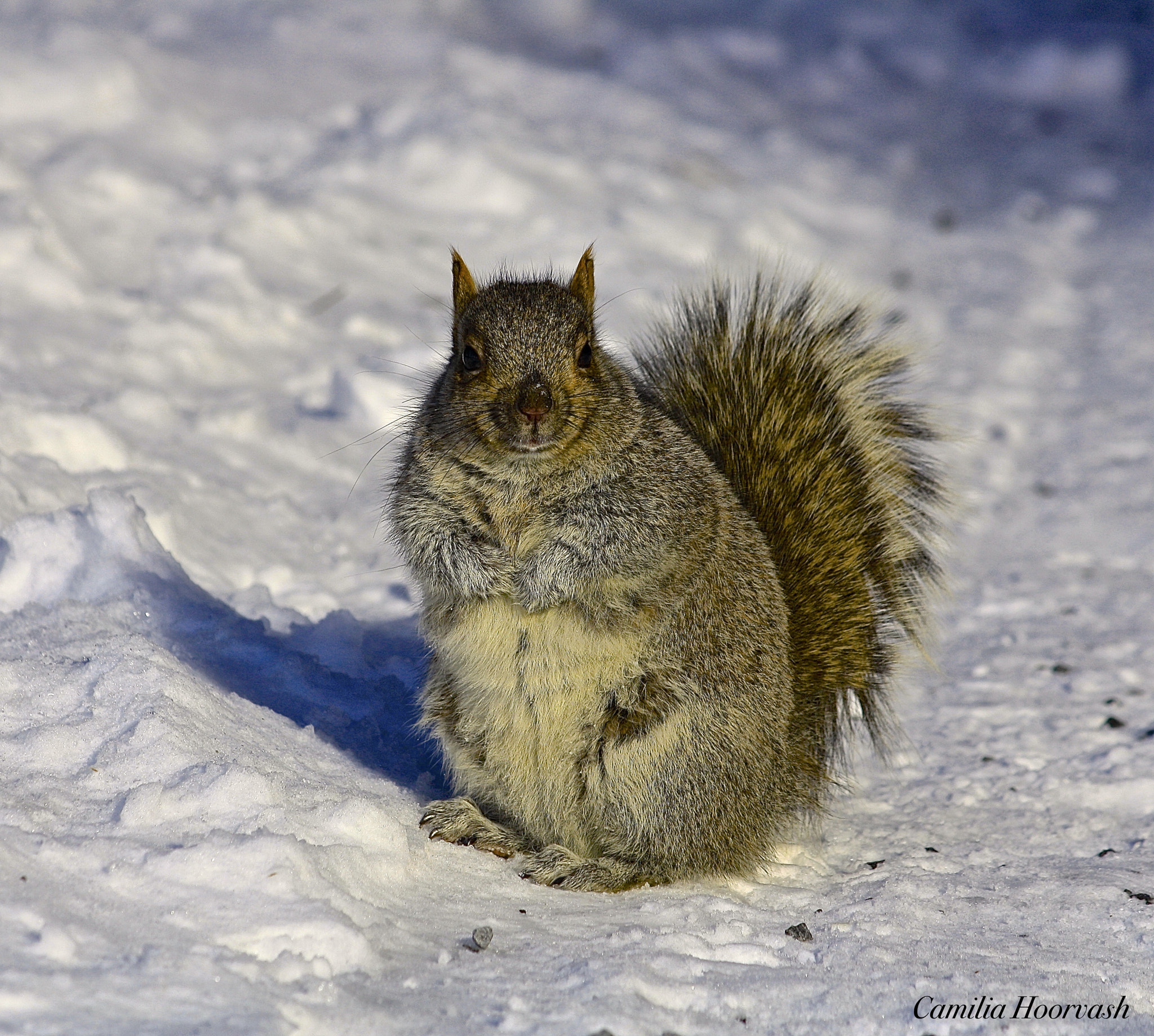 Canon EF-S 55-250mm F4-5.6 IS sample photo. Picture break photography