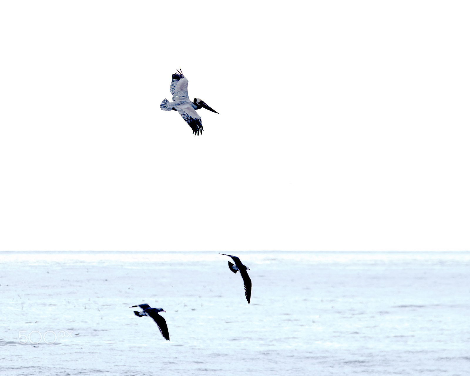 Fujifilm X-T1 + Fujifilm XF 50-140mm F2.8 R LM OIS WR sample photo. Wingmen photography