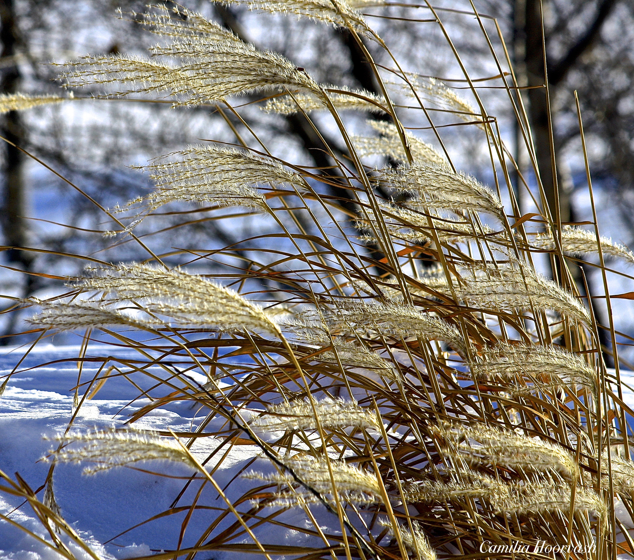 Canon EF-S 55-250mm F4-5.6 IS sample photo. Parkside walk photography