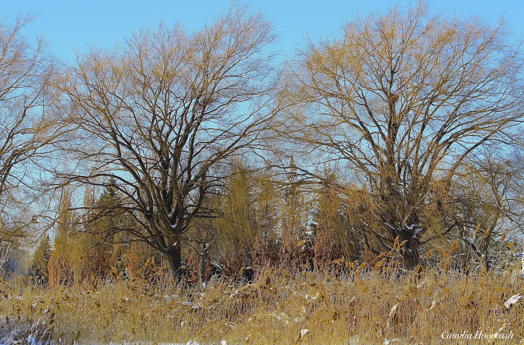 Canon EF-S 55-250mm F4-5.6 IS sample photo. Parkside walk photography