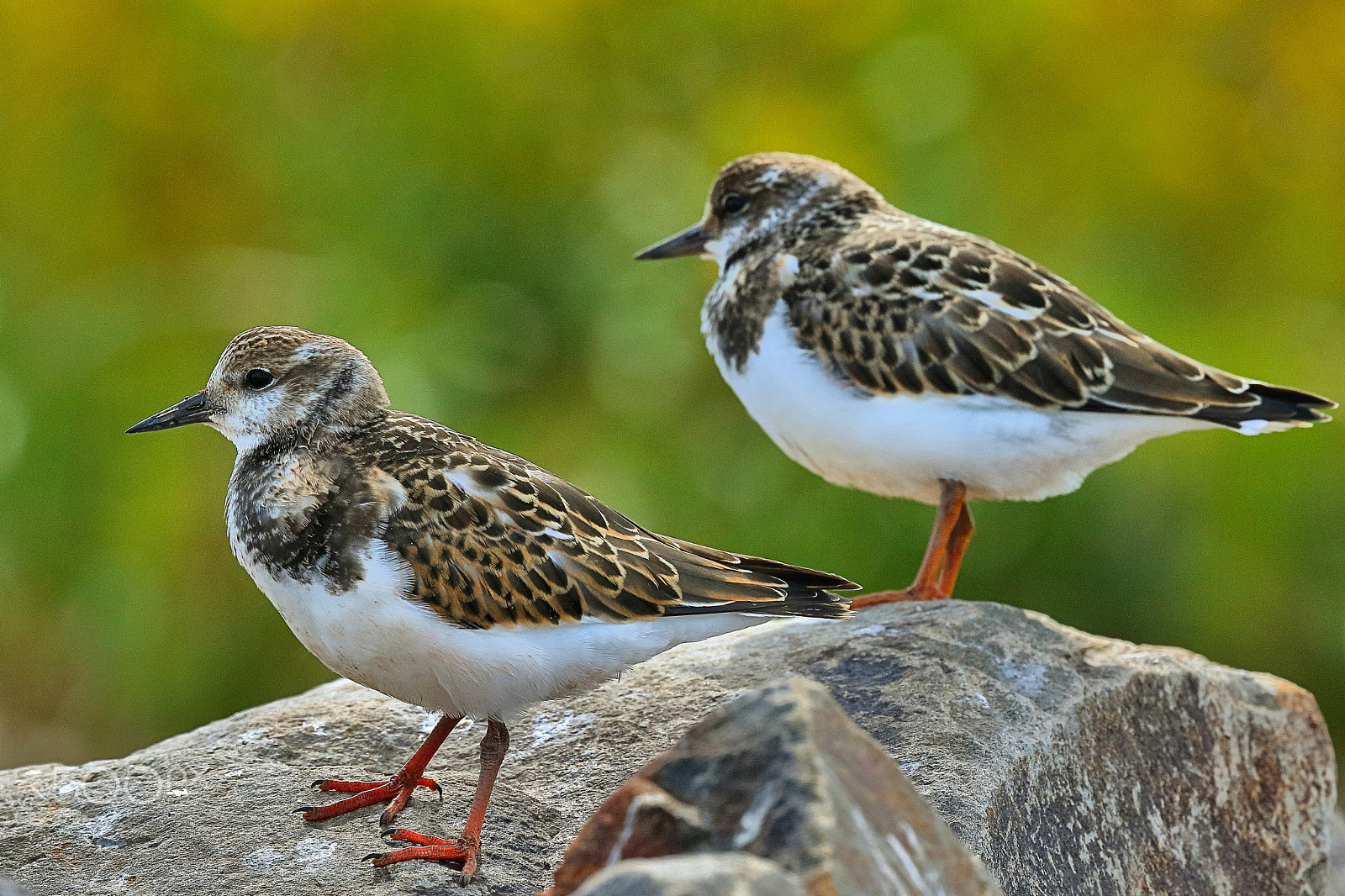 Canon EOS 7D Mark II + Canon EF 400mm F4 DO IS II USM sample photo. Ruddy turnstone juvenile pair photography