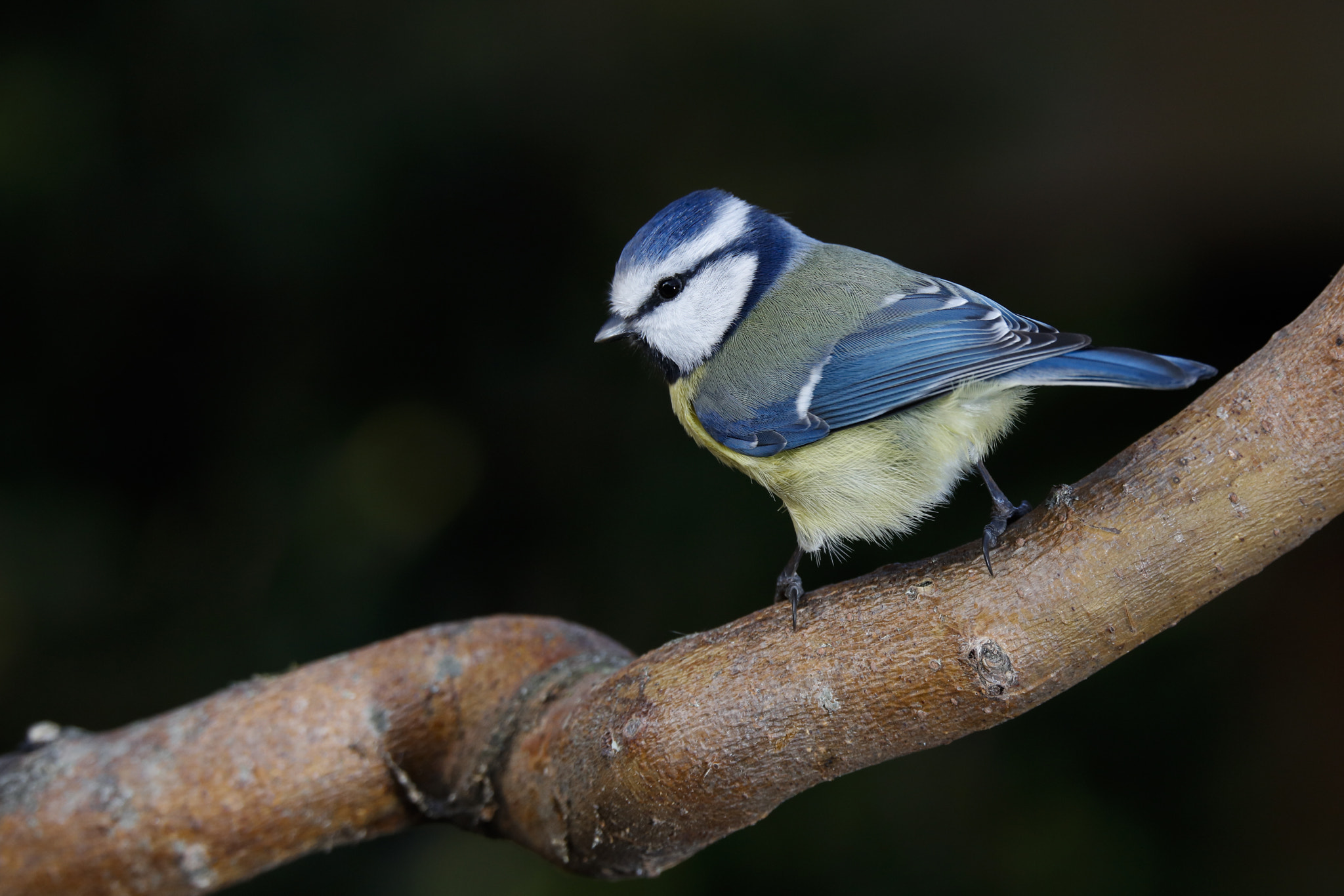 Canon EOS 5DS R + 150-600mm F5-6.3 DG OS HSM | Sports 014 sample photo. Blue tit photography