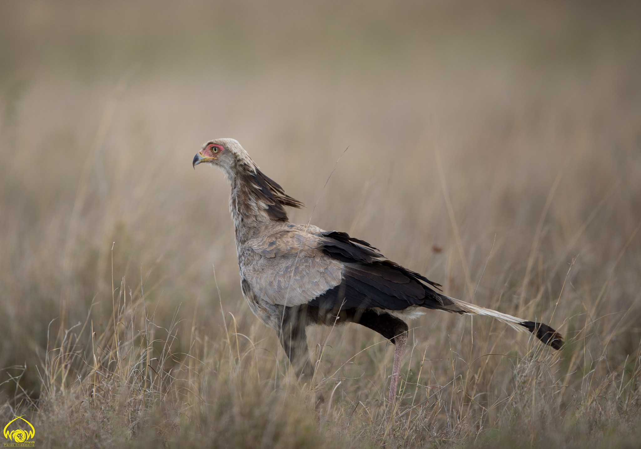 Canon EF 400mm F2.8L IS II USM sample photo. #project365  #06jan2017 #naturewildlife365 photography