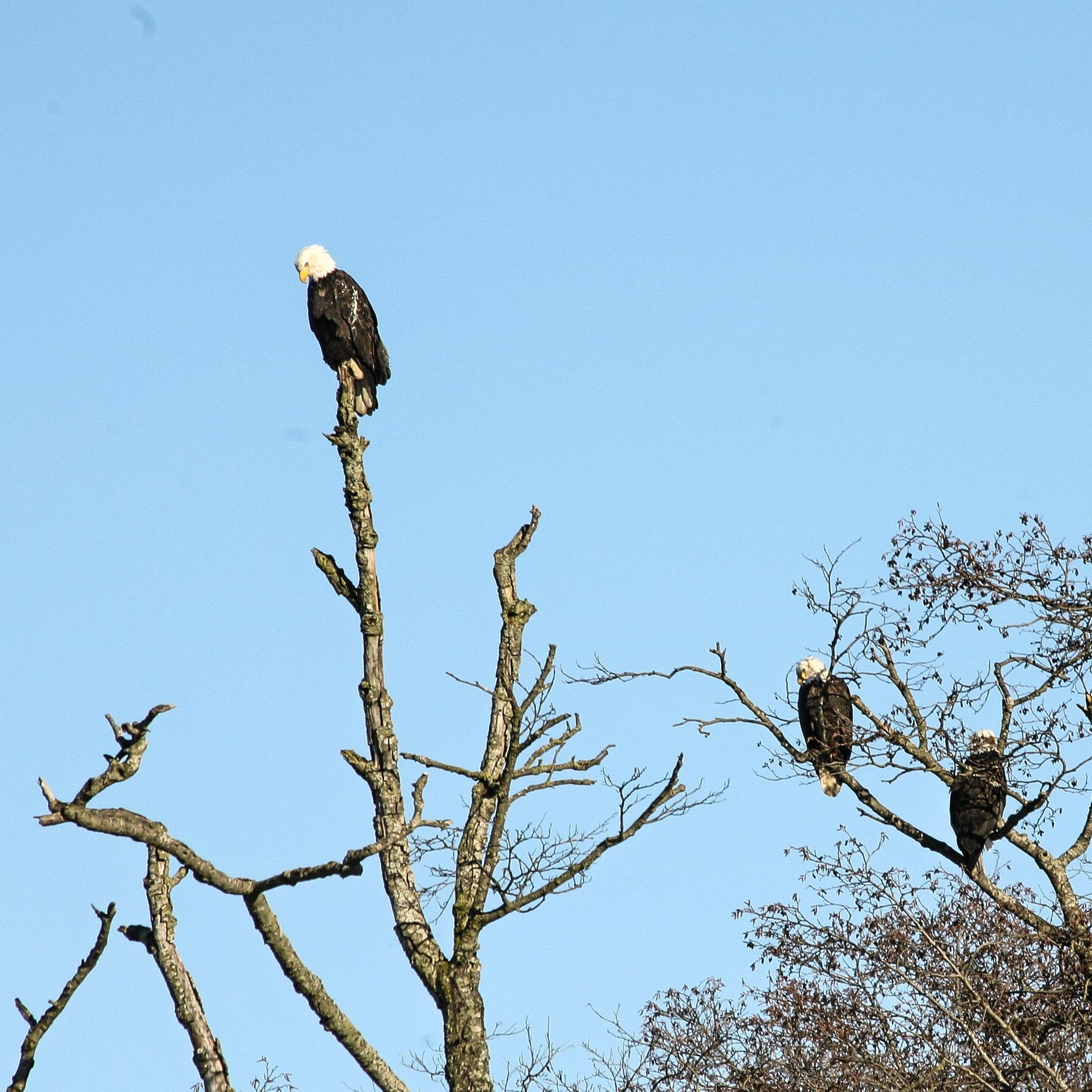 Canon EOS 5D sample photo. So many eagles on a clear winter day, one tree had over 20! too far away to get a good shot though. photography