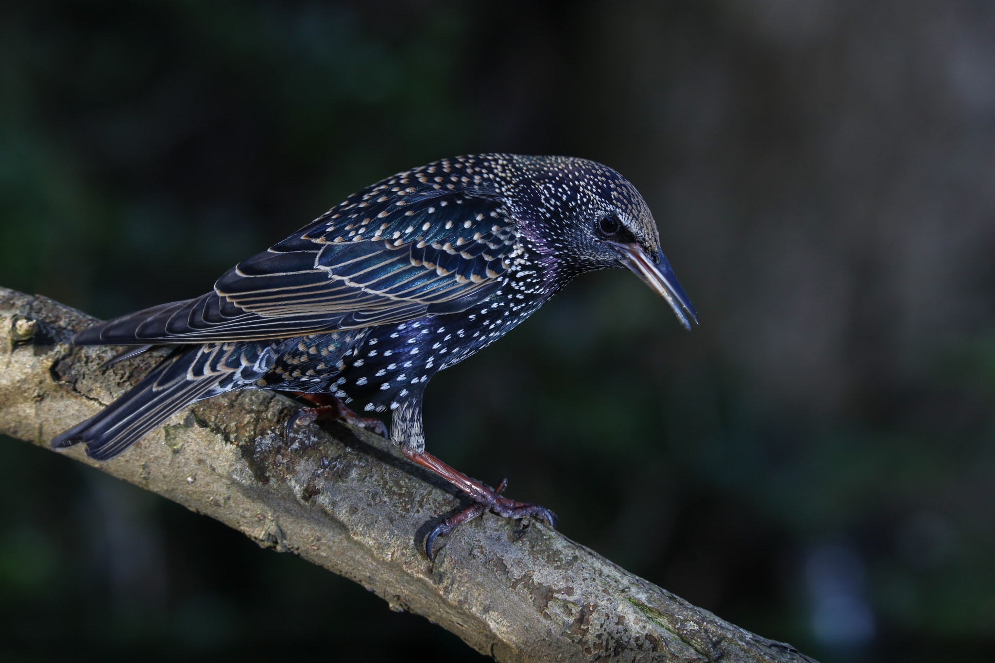 150-600mm F5-6.3 DG OS HSM | Sports 014 sample photo. Starling photography