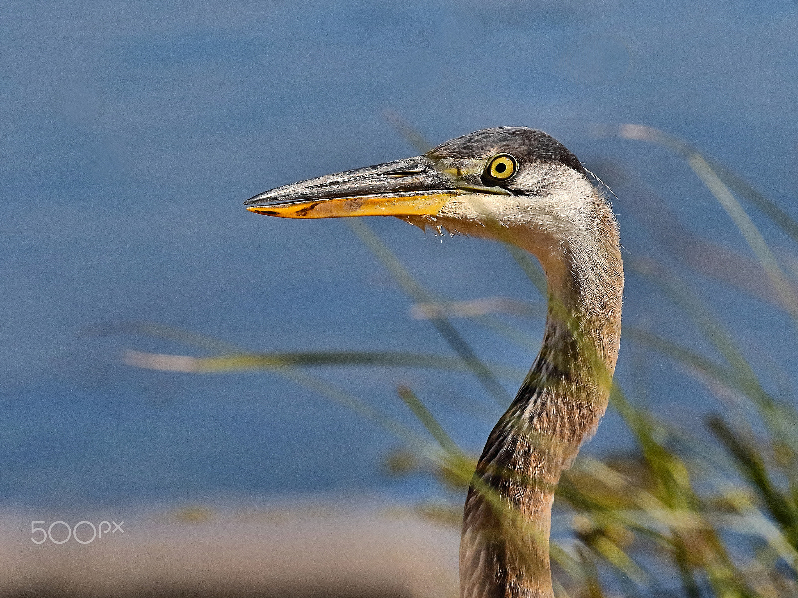 Canon EF 400mm F4 DO IS II USM sample photo. I see you, do you see me photography