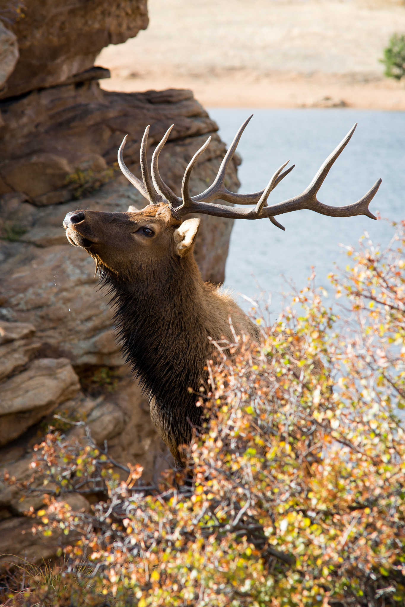 Sigma 70-200mm F2.8 EX DG Macro HSM II sample photo. Bull elk photography