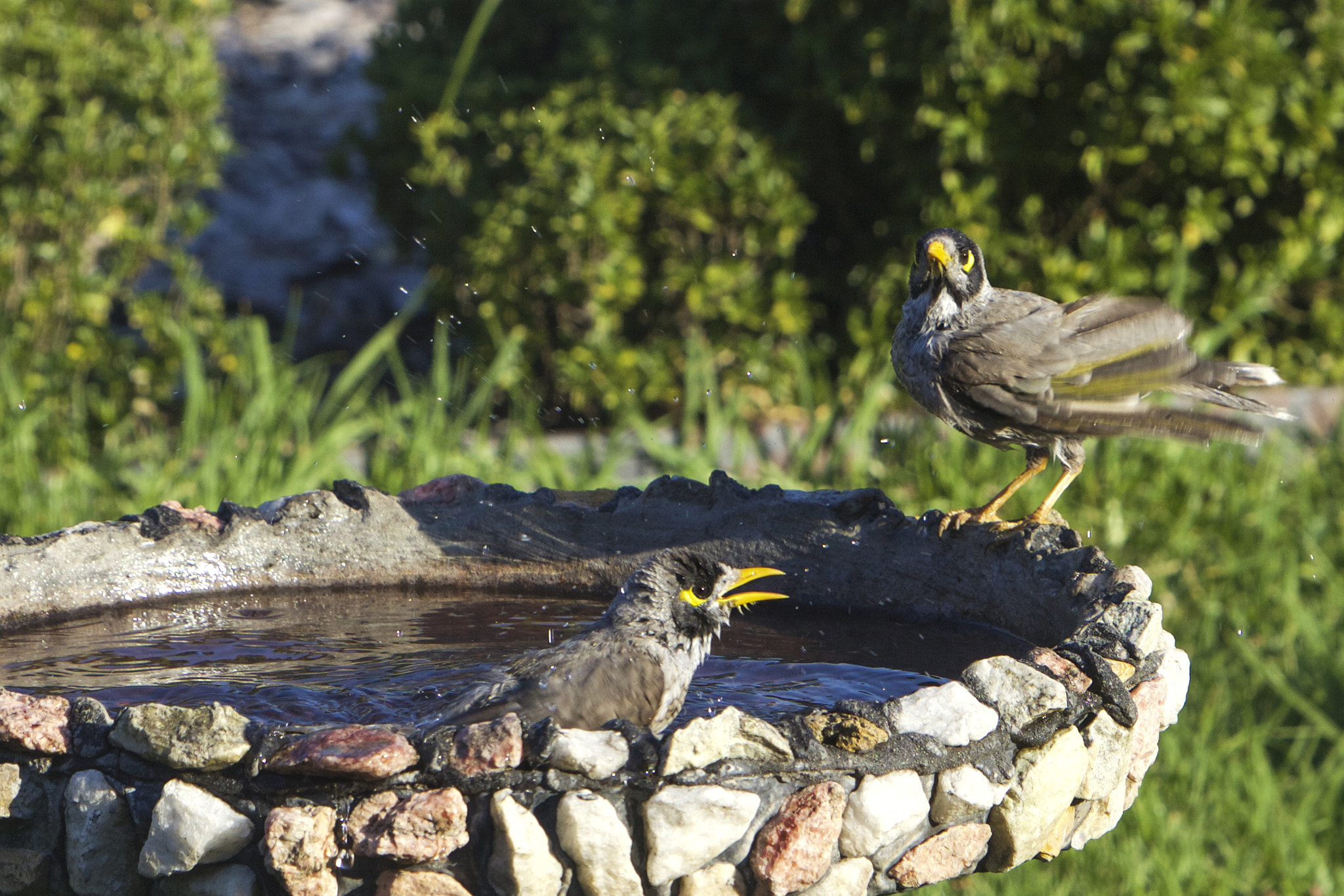 Canon EF 70-200mm F2.8L IS USM sample photo. Bath time photography