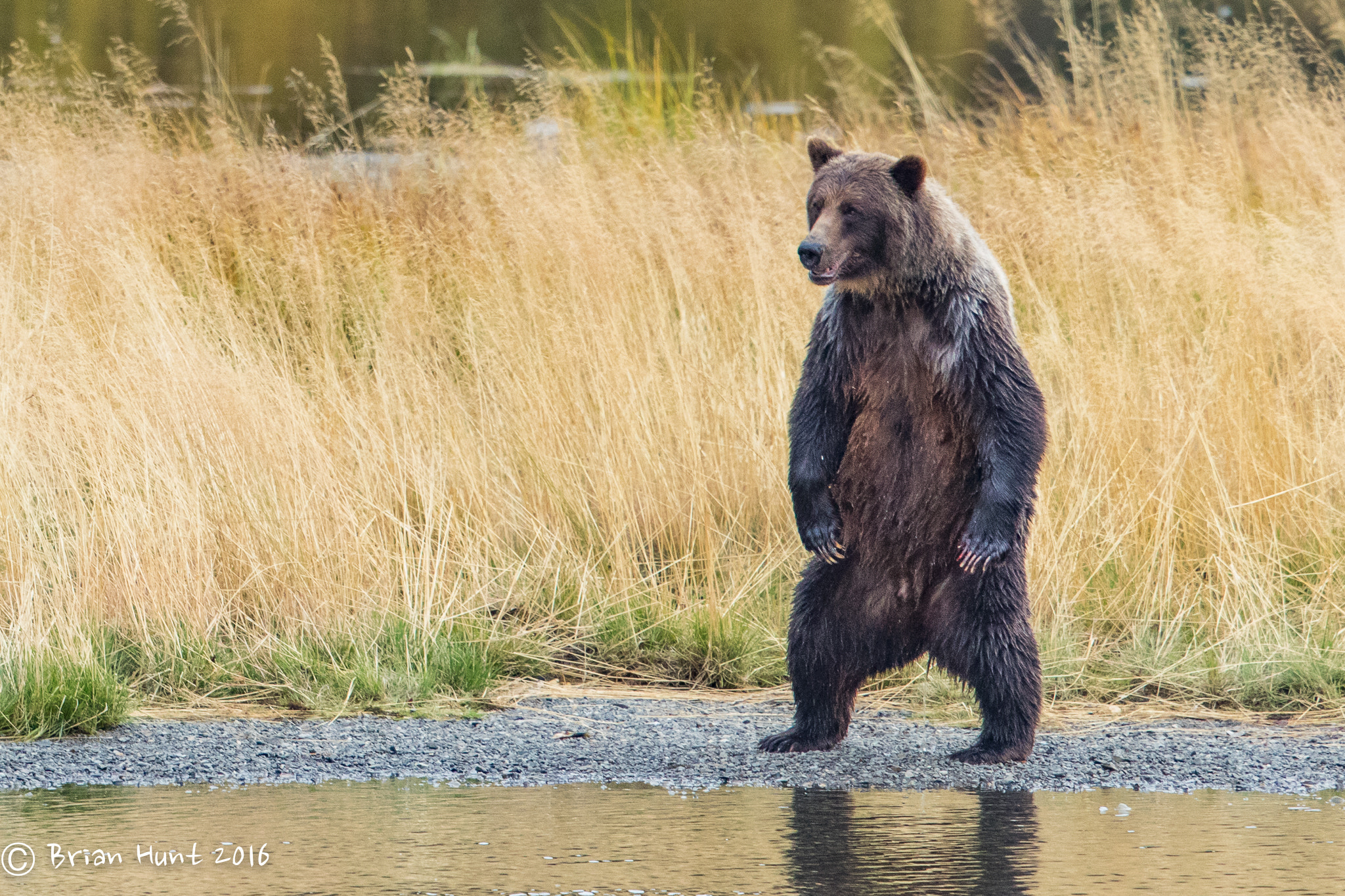 Canon EF 500mm F4L IS II USM sample photo. Ninja bear photography