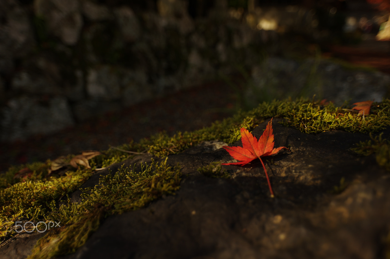 Pentax K-3 + HD Pentax DA 15mm F4 ED AL Limited sample photo. Alone in autumn photography