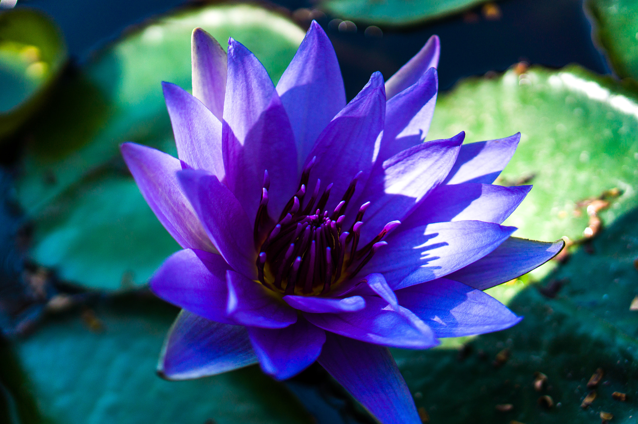 E 50mm F1.8 OSS sample photo. Loto azul photography