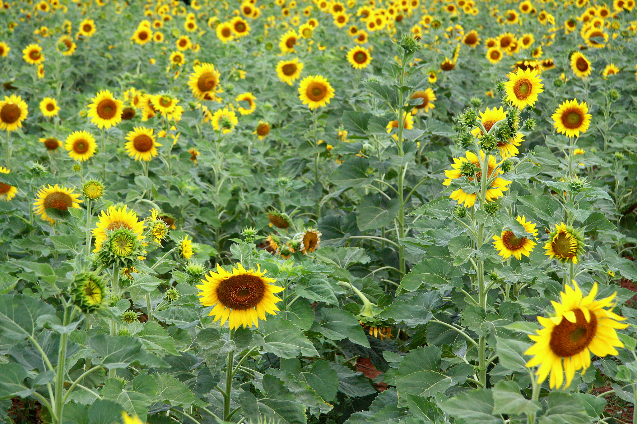 Canon EF-S 17-85mm F4-5.6 IS USM sample photo. Sun flowers photography
