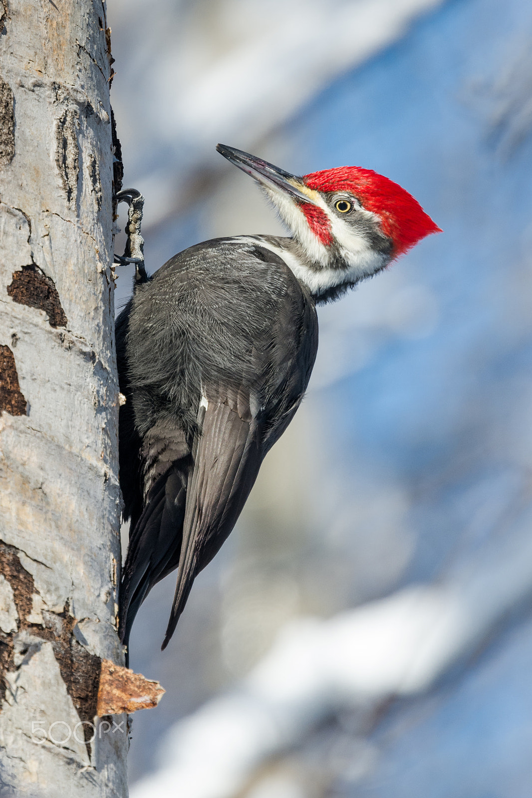 Nikon Nikkor AF-S 300mm F4E PF ED VR sample photo. Red head photography