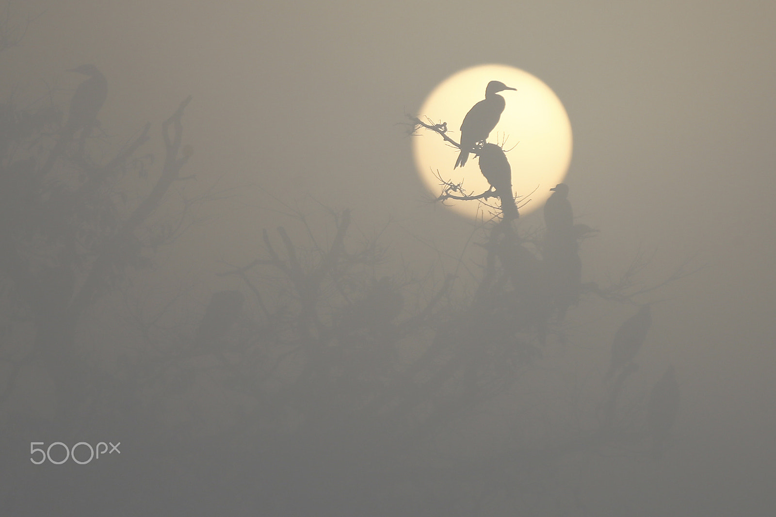 Canon EF 70-200mm F2.8L IS II USM sample photo. Migratory birds in nepal photography