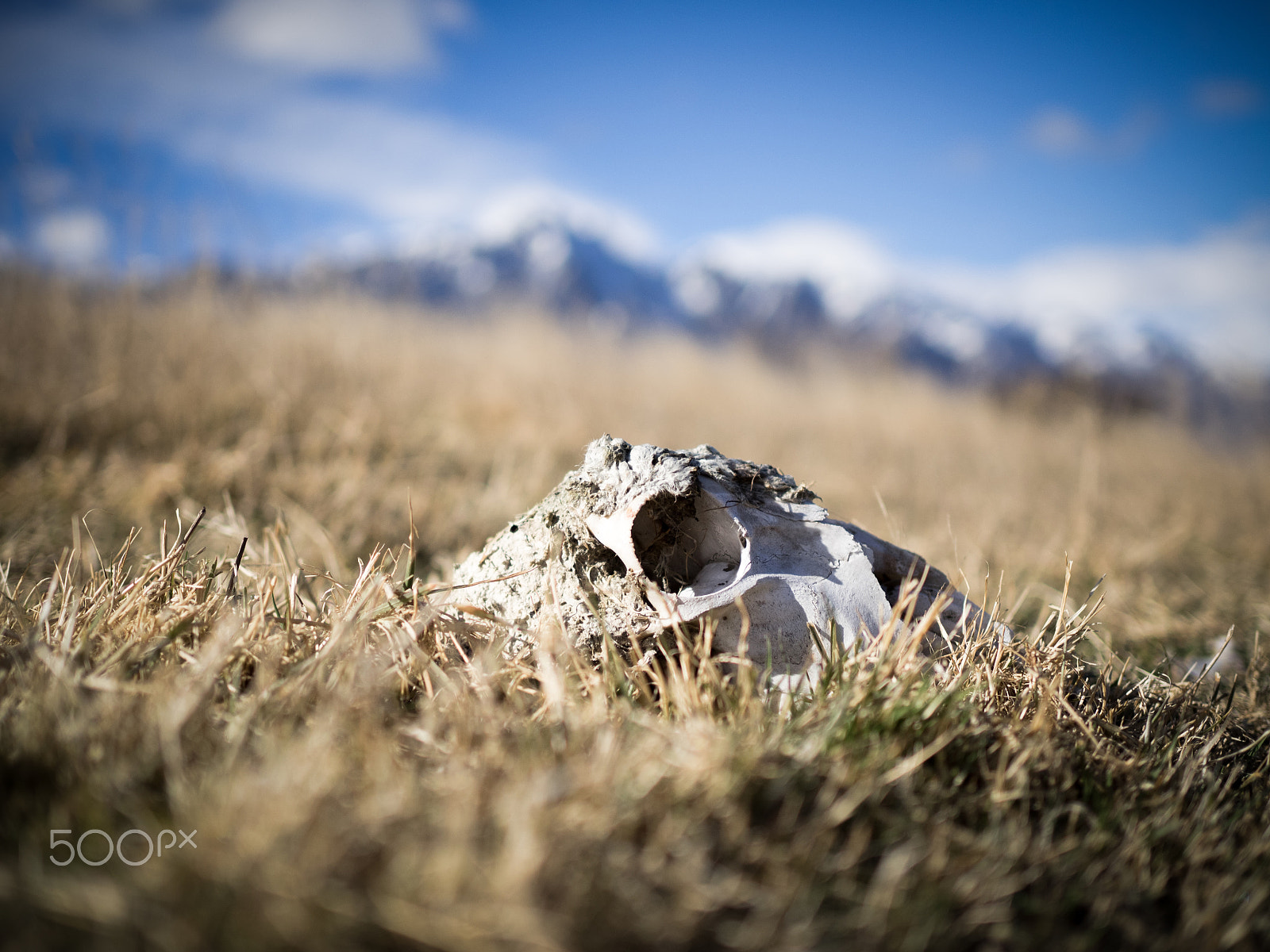 Olympus OM-D E-M1 + Olympus M.Zuiko Digital 25mm F1.8 sample photo. Mountain skull photography