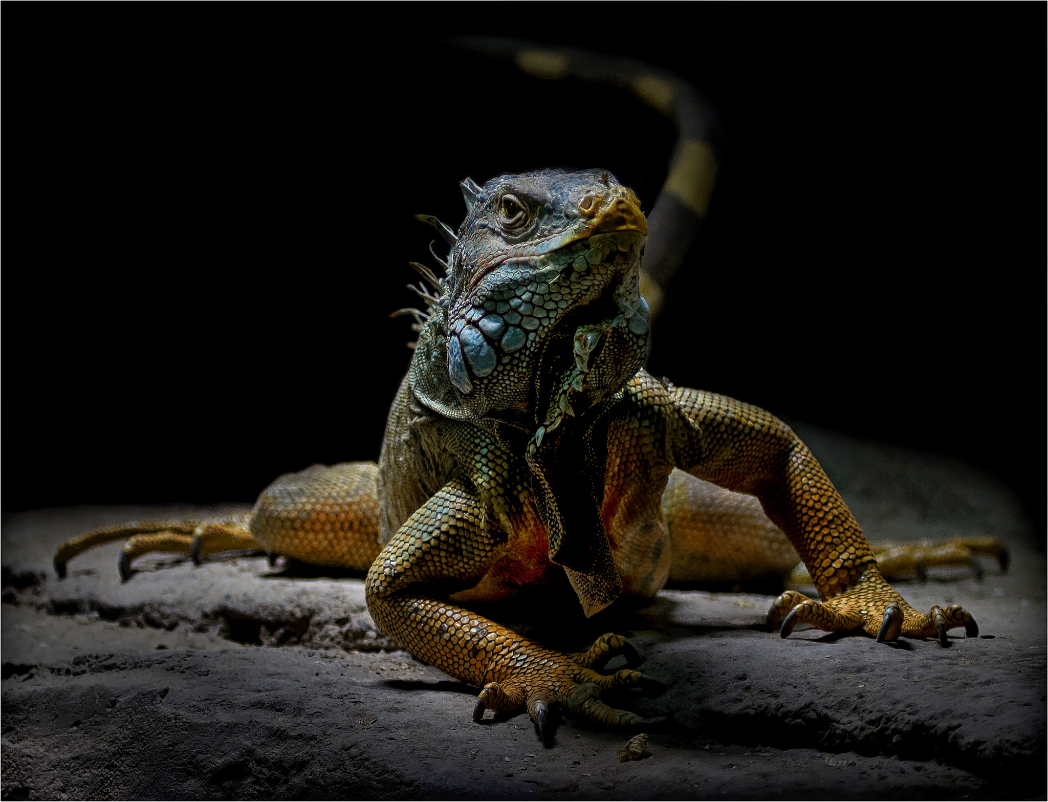 Canon EF 100-400mm F4.5-5.6L IS USM sample photo. Reptile photography