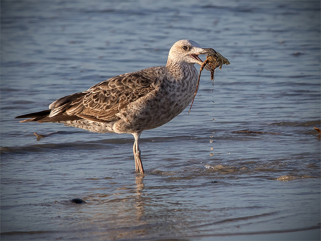 Canon EOS 750D (EOS Rebel T6i / EOS Kiss X8i) + Canon EF 70-200mm F4L IS USM sample photo. Bird photography