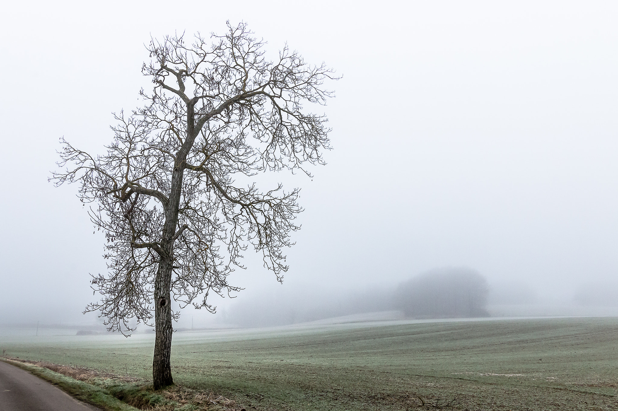 Canon EOS 70D + Sigma 24-105mm f/4 DG OS HSM | A sample photo. Alone in the mist photography