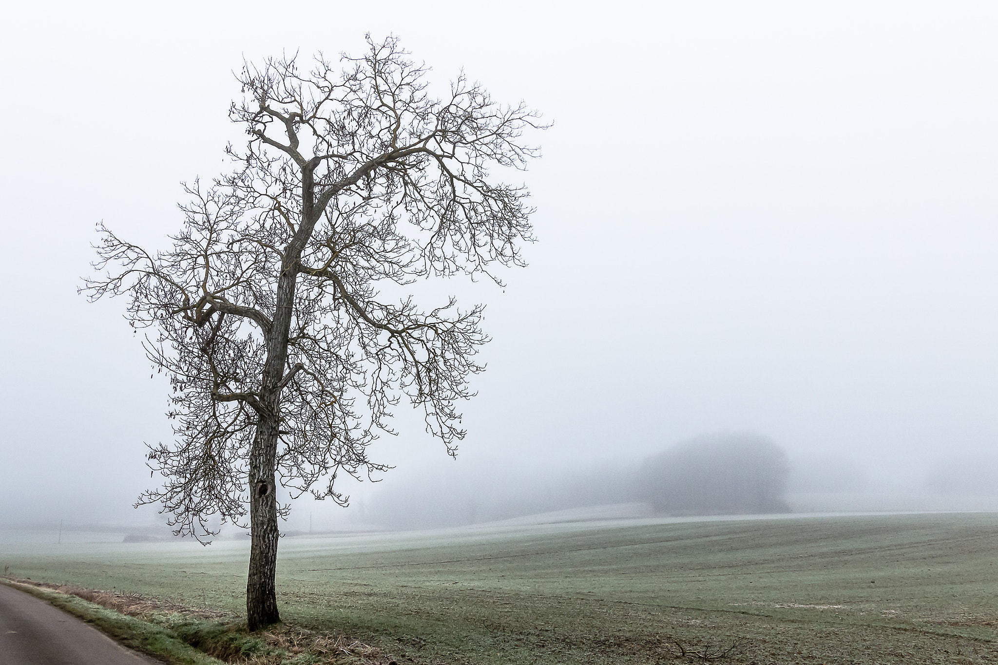 Sigma 24-105mm f/4 DG OS HSM | A sample photo. Alone in the mist photography