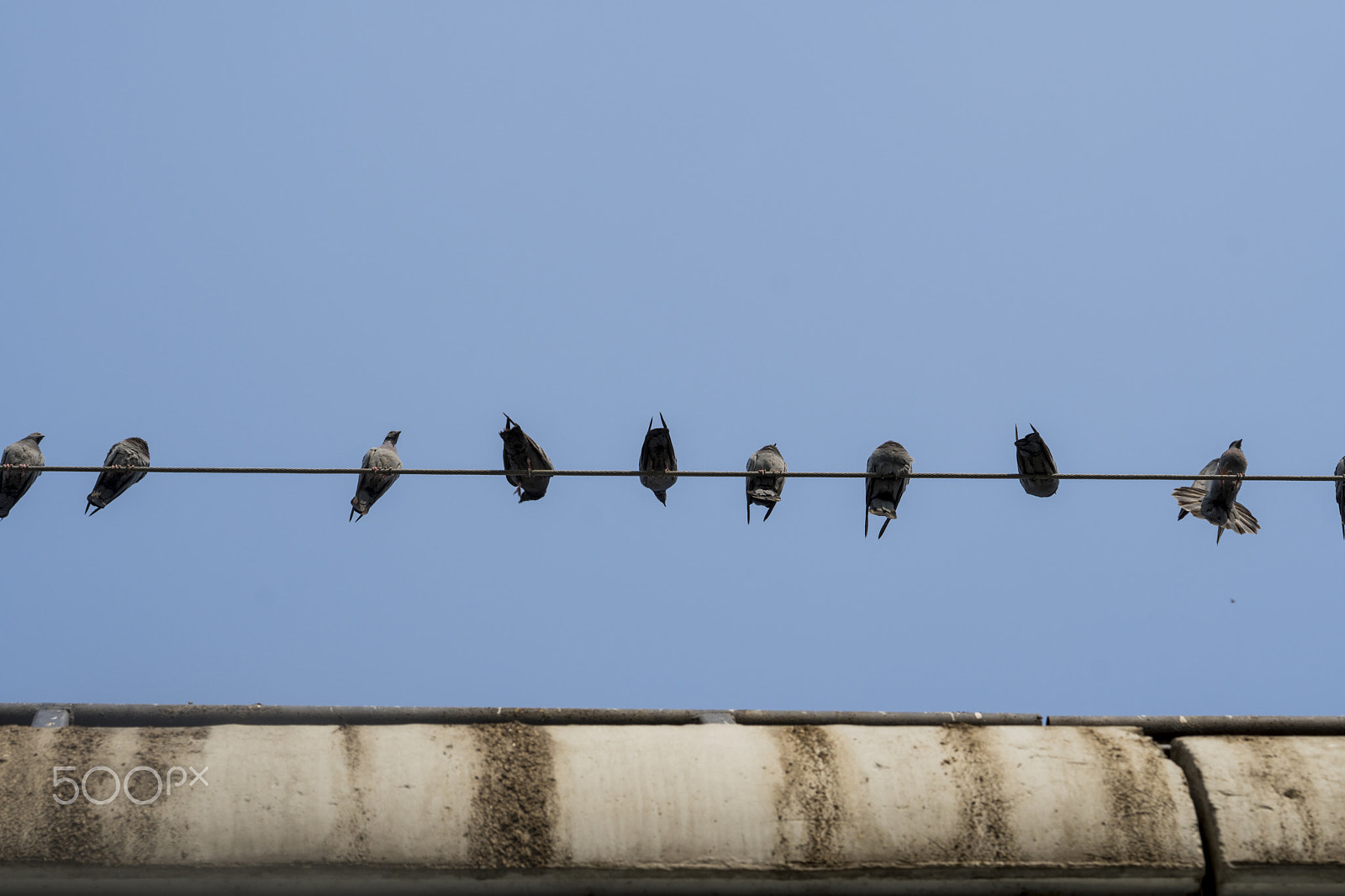 Sony a6500 + Sony FE 90mm F2.8 Macro G OSS sample photo. Pigeons on a wire photography