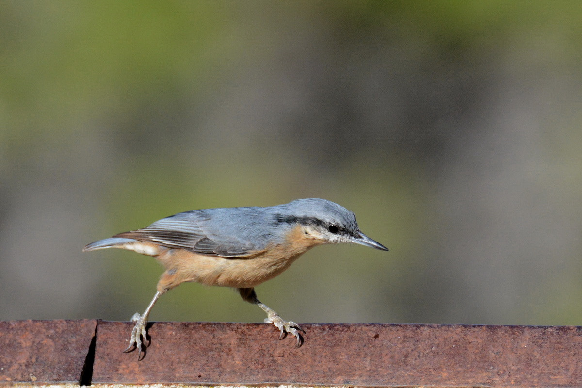 Sigma 150-600mm F5-6.3 DG OS HSM | S sample photo. Trepador azul equilibrista photography