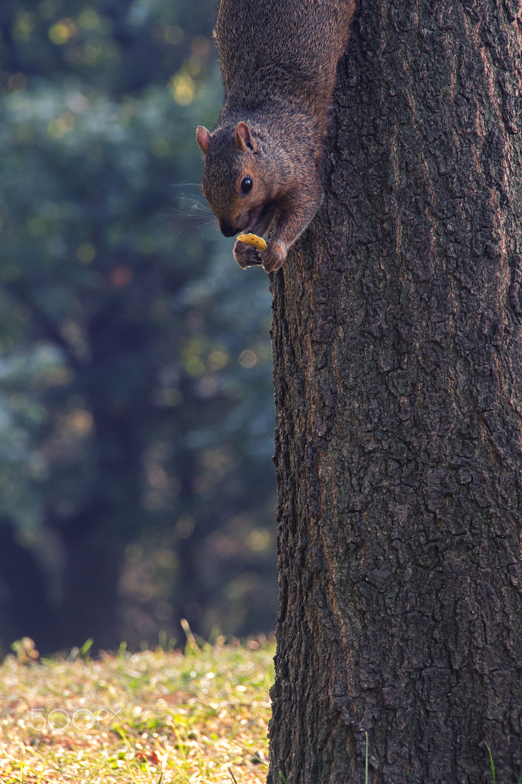 Canon EOS 650D (EOS Rebel T4i / EOS Kiss X6i) sample photo. Squirrel photography