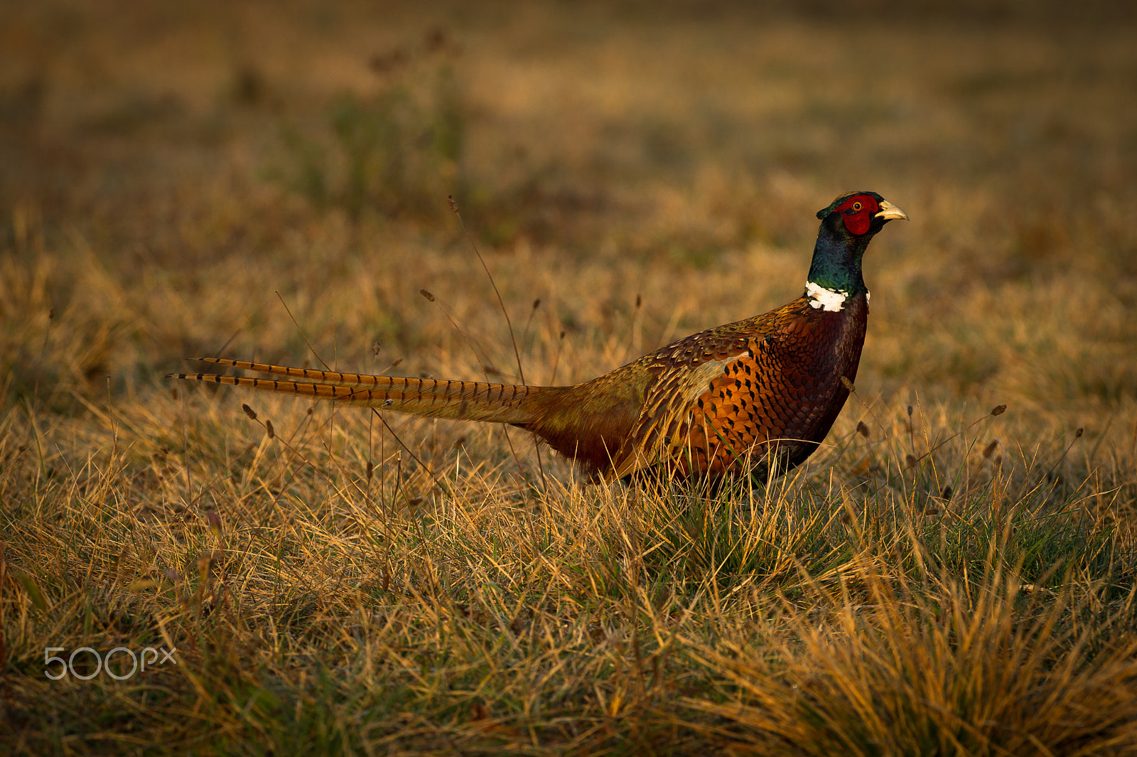 Nikon AF-S Nikkor 300mm F2.8G ED VR II sample photo. Pheasant photography