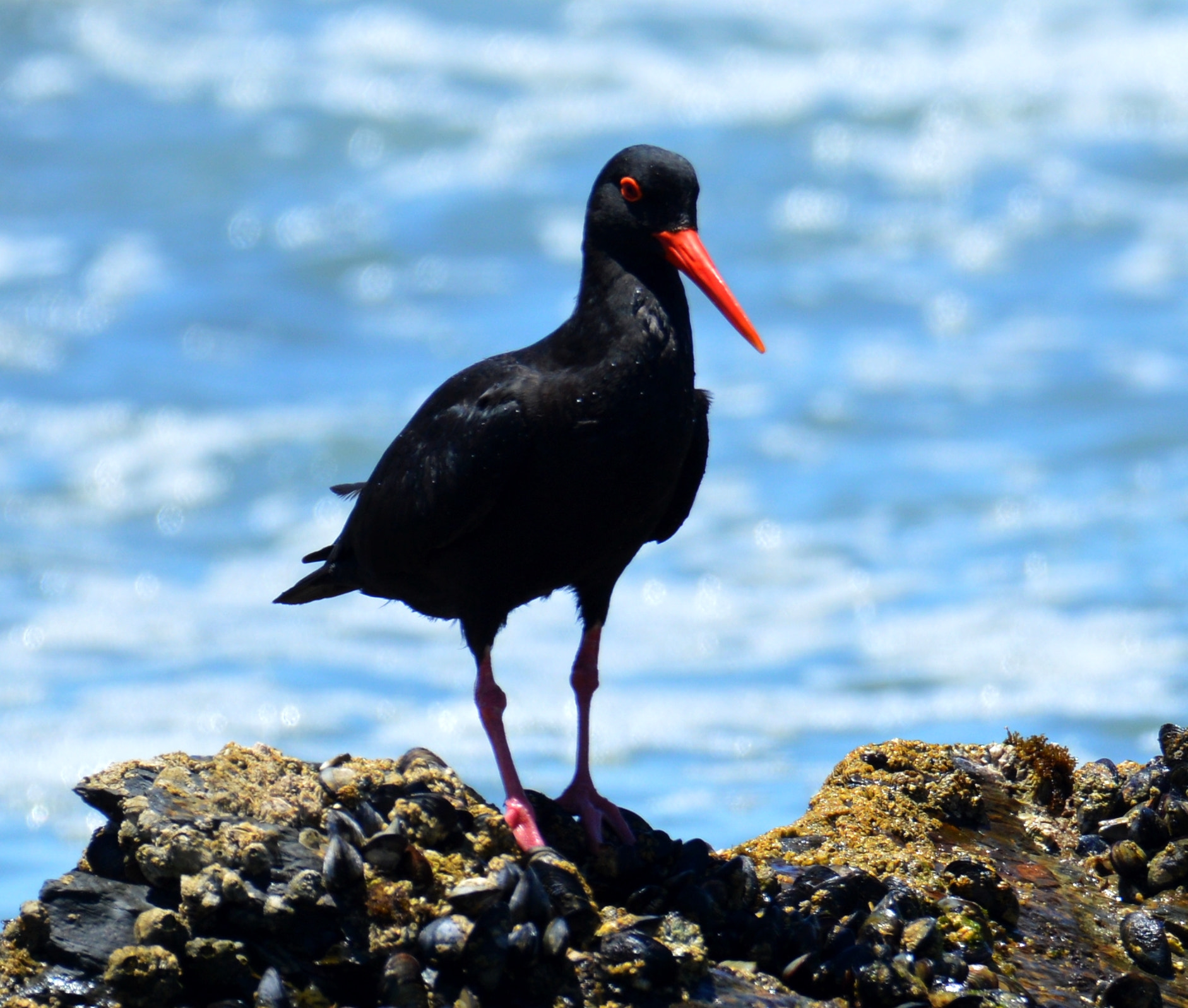 Nikon D3200 + Tamron SP 150-600mm F5-6.3 Di VC USD sample photo. African oystercatcher photography