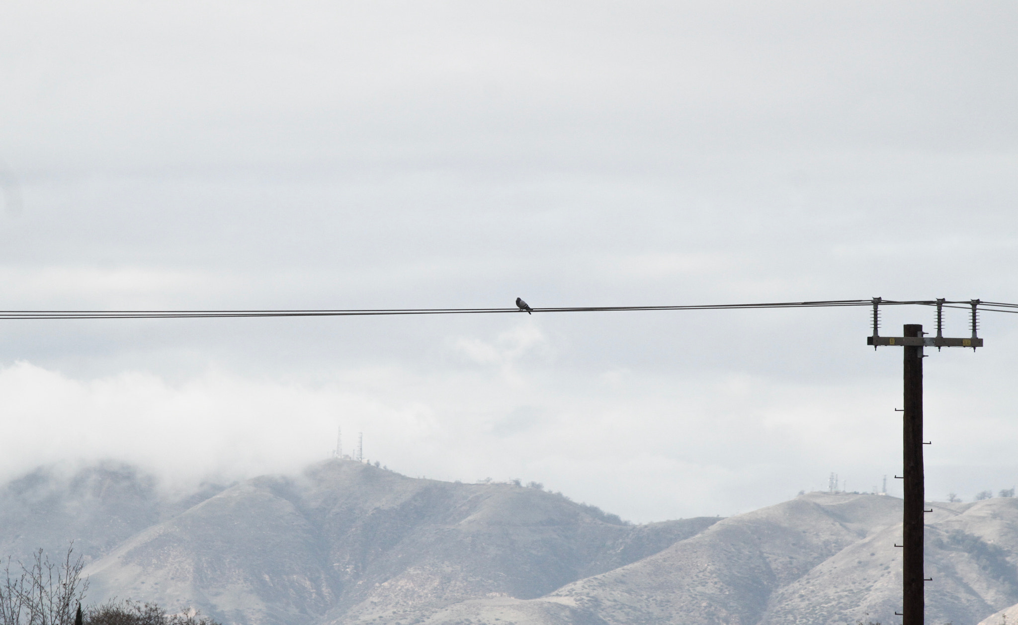 Canon EOS 500D (EOS Rebel T1i / EOS Kiss X3) sample photo. Bird on a wire photography
