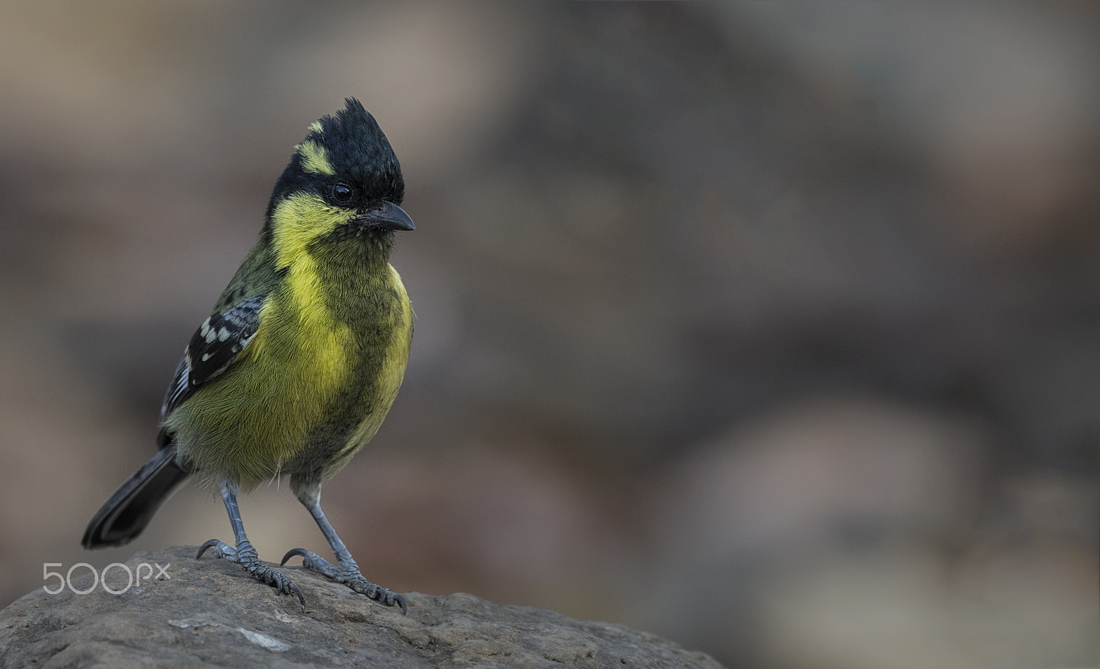 Nikon D750 sample photo. Indian yellow tit photography