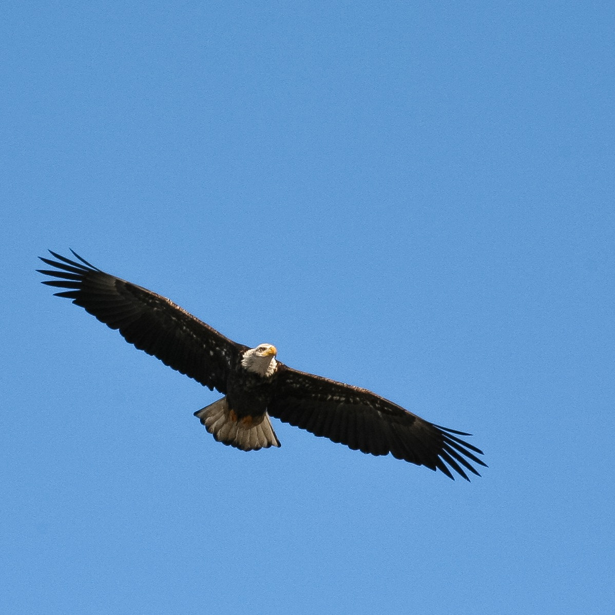 Canon EOS 5D + Canon EF 70-300mm F4-5.6 IS USM sample photo. Caught one in flight! so majestic. photography