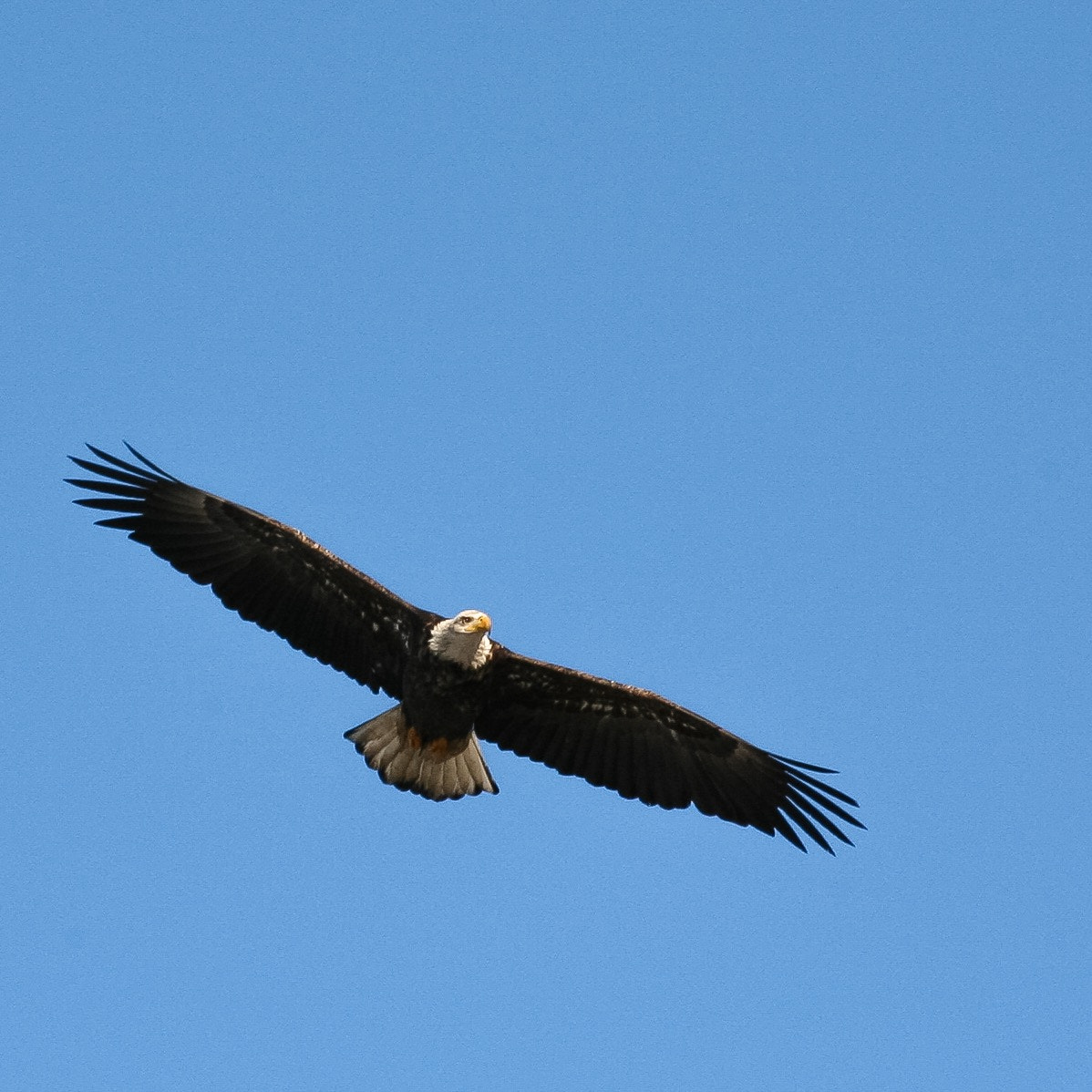 Canon EF 70-300mm F4-5.6 IS USM sample photo. Caught one in flight! so majestic. photography