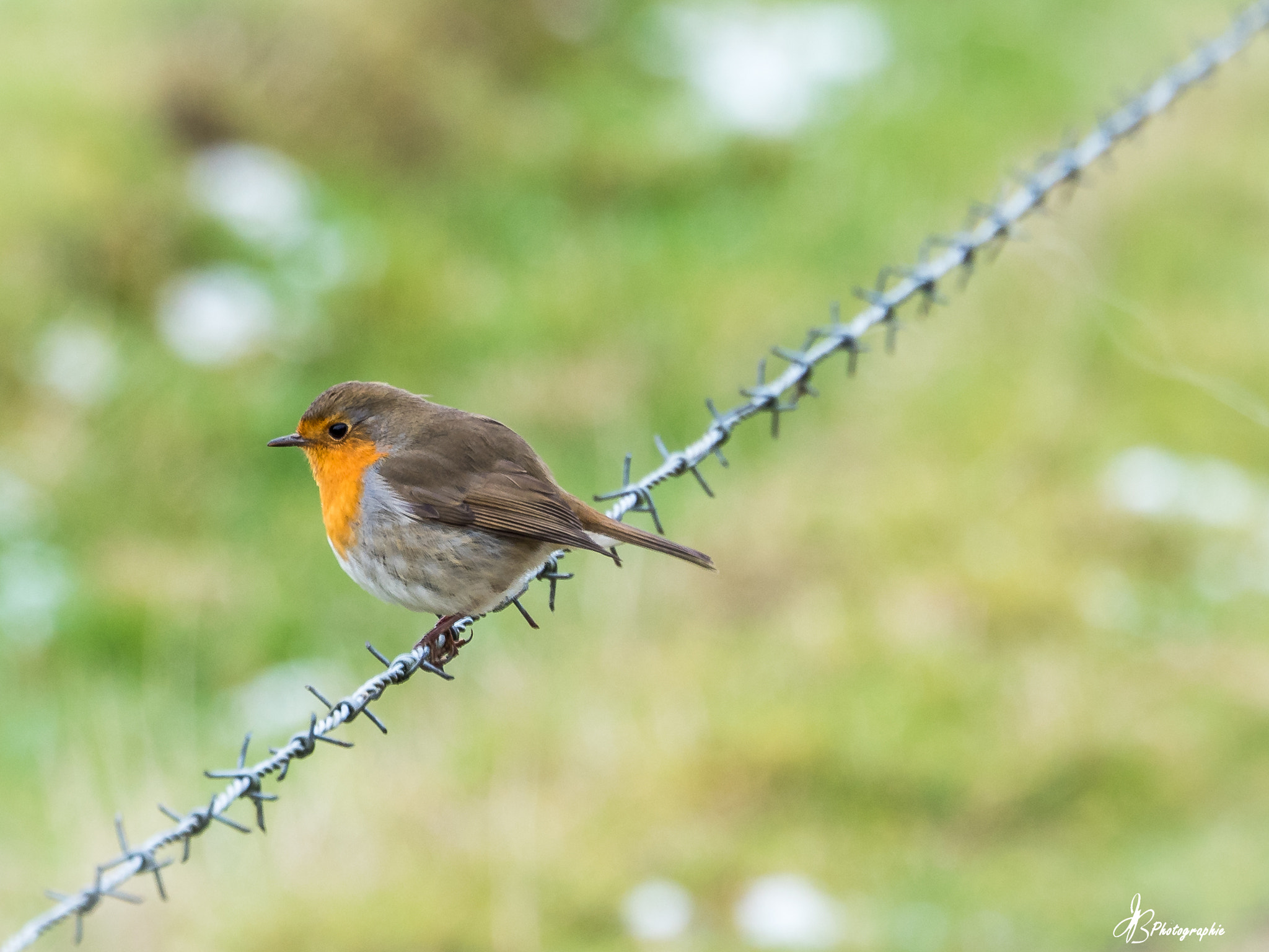 Olympus OM-D E-M5 II sample photo. Rouge-gorge photography