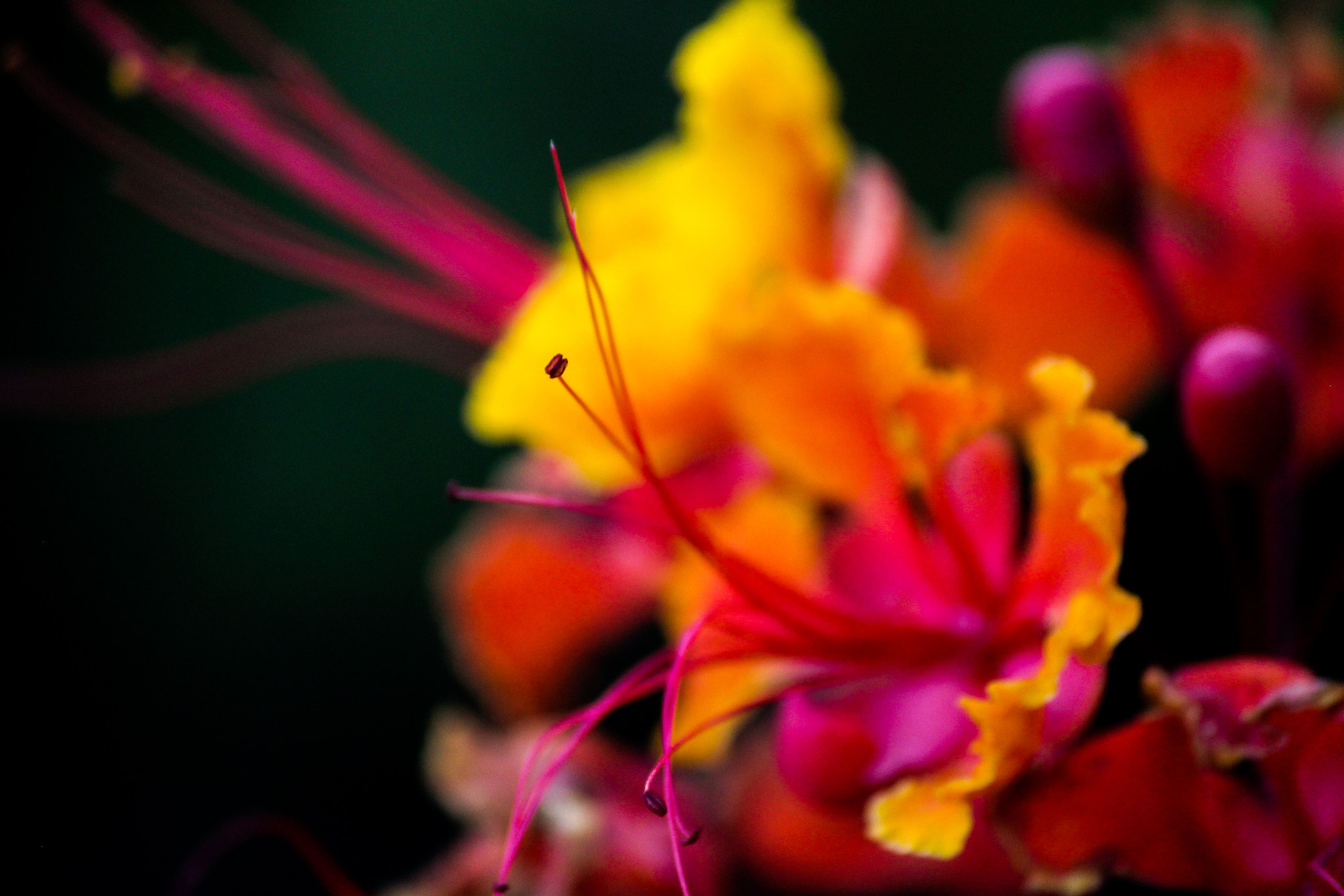 Canon EOS 650D (EOS Rebel T4i / EOS Kiss X6i) sample photo. Summer memories.... photography