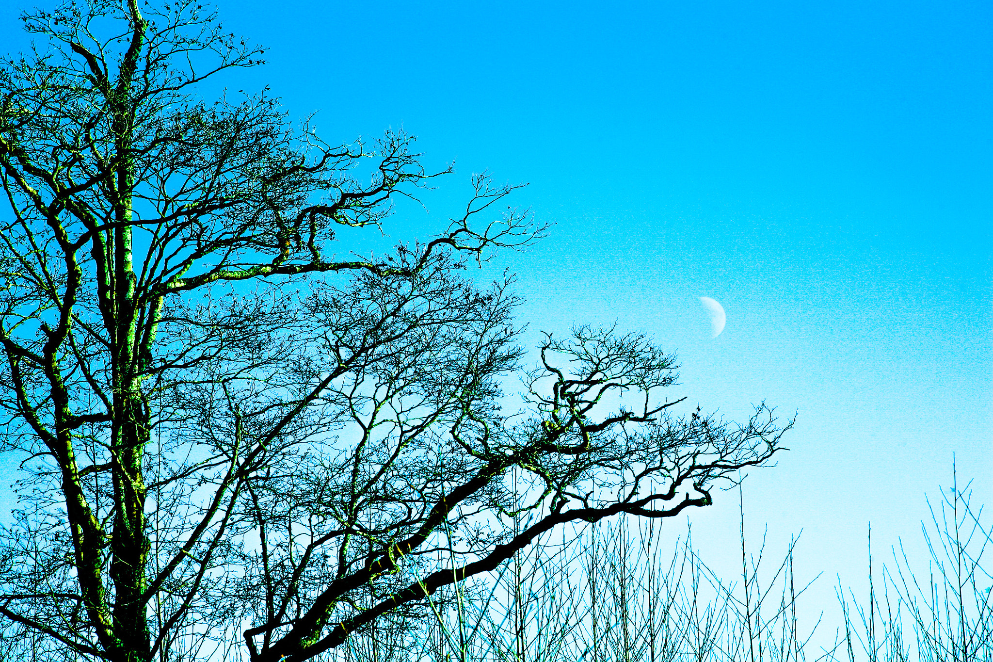 Canon EOS 5D sample photo. Caught the daytime moonrise rising up from the frozen horizon on this winter day. photography