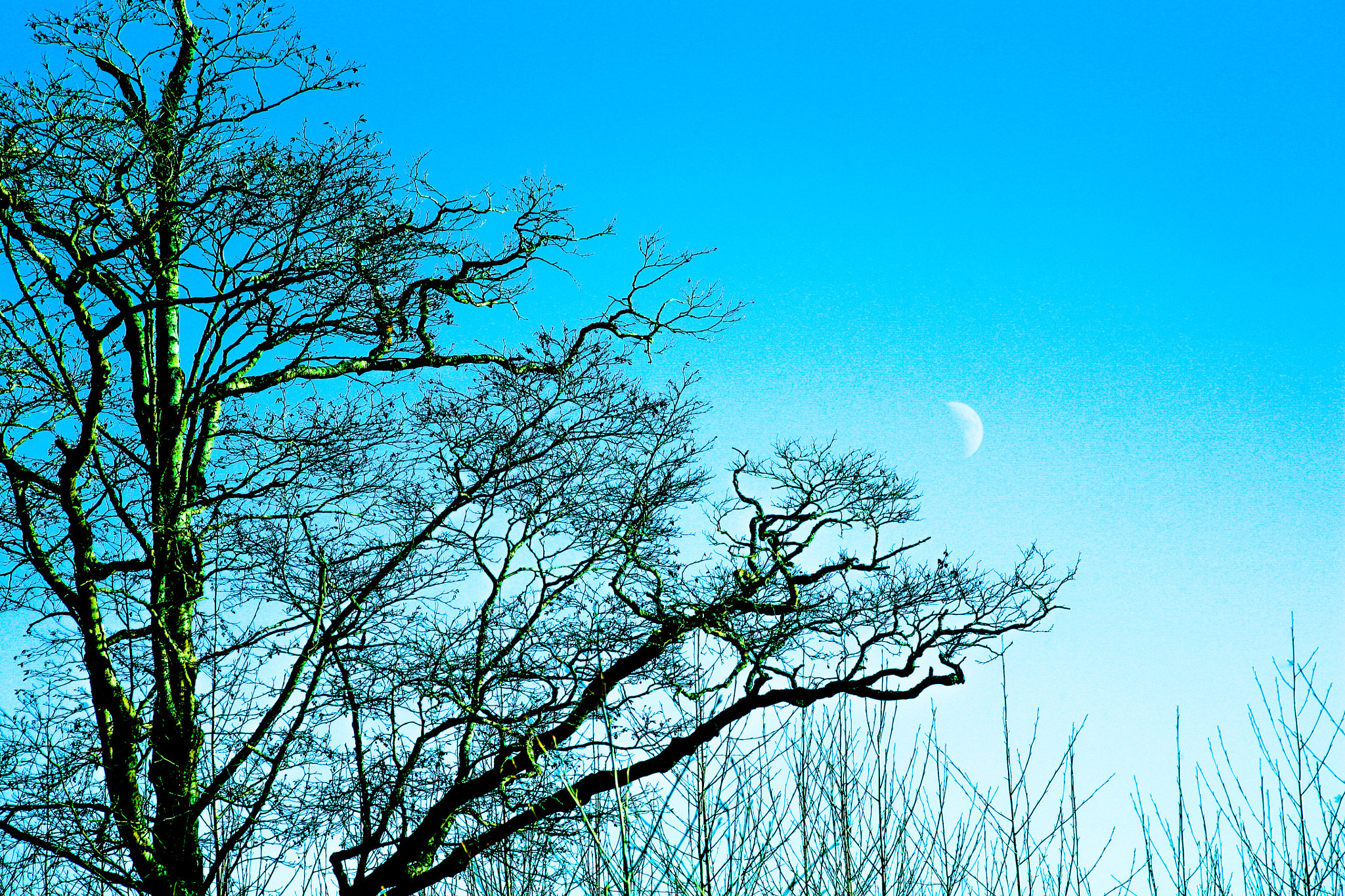 Canon EF 70-300mm F4-5.6 IS USM sample photo. Caught the daytime moonrise rising up from the frozen horizon on this winter day. photography