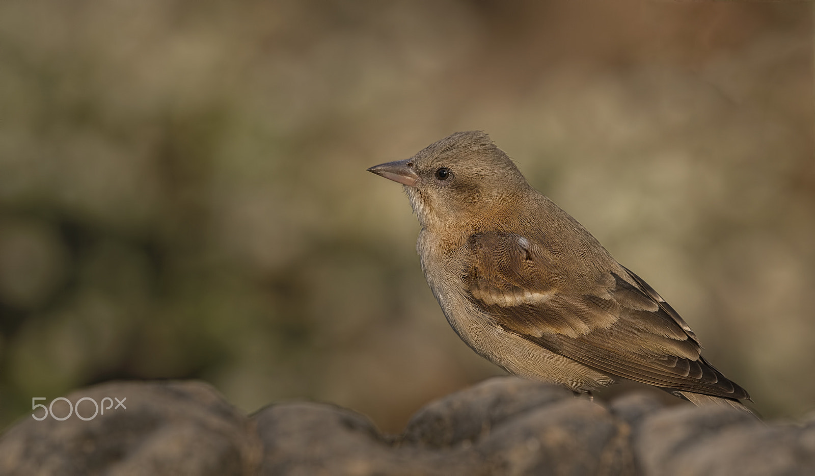 Nikon D750 sample photo. Yellow throated sparrow photography