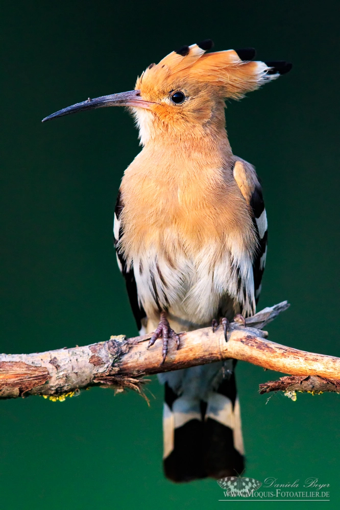 Canon EF 600mm F4L IS II USM sample photo. Whoopoe photography