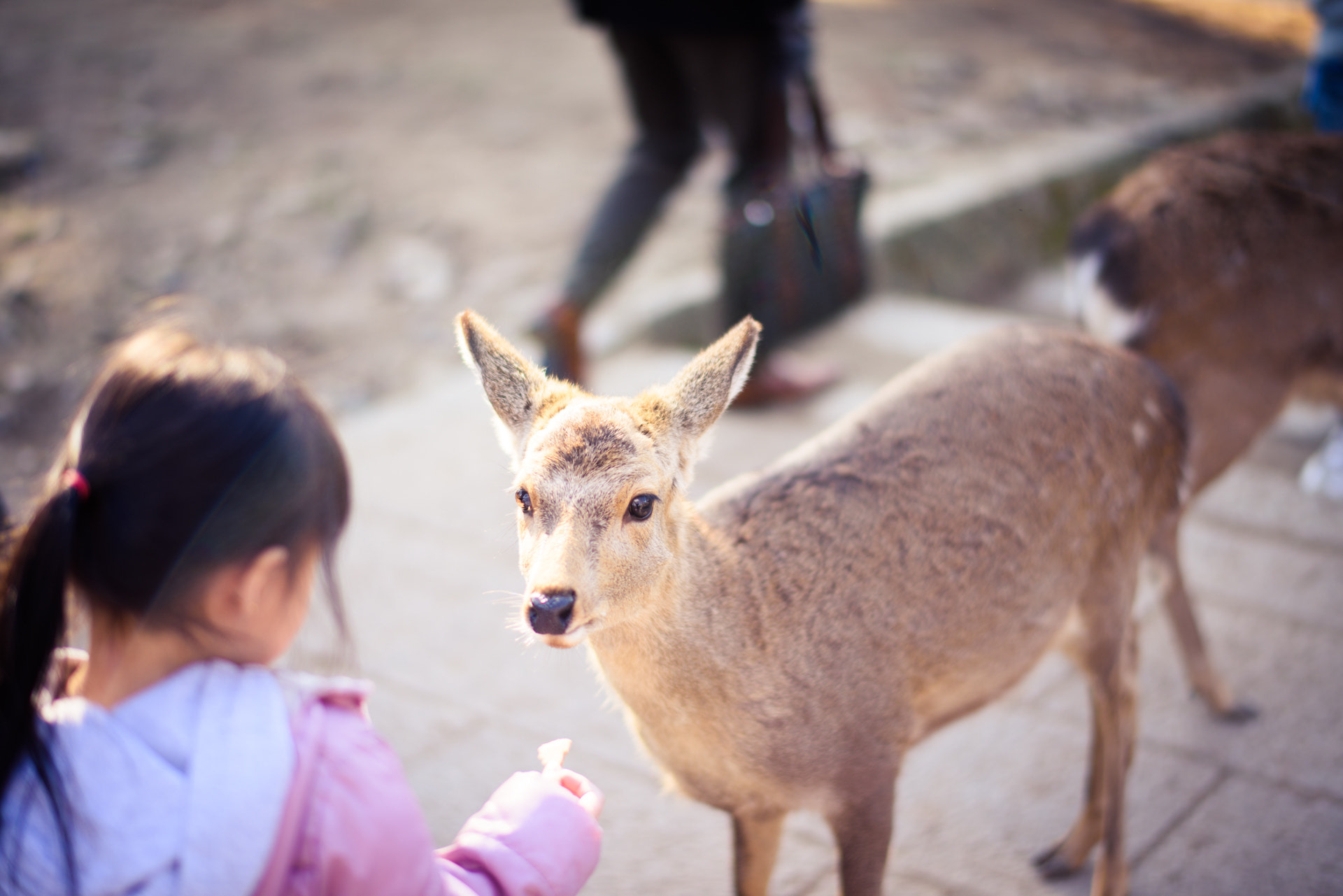 Nikon D810 + Nikon AF-S Nikkor 58mm F1.4G sample photo. Deer in the nara national park photography