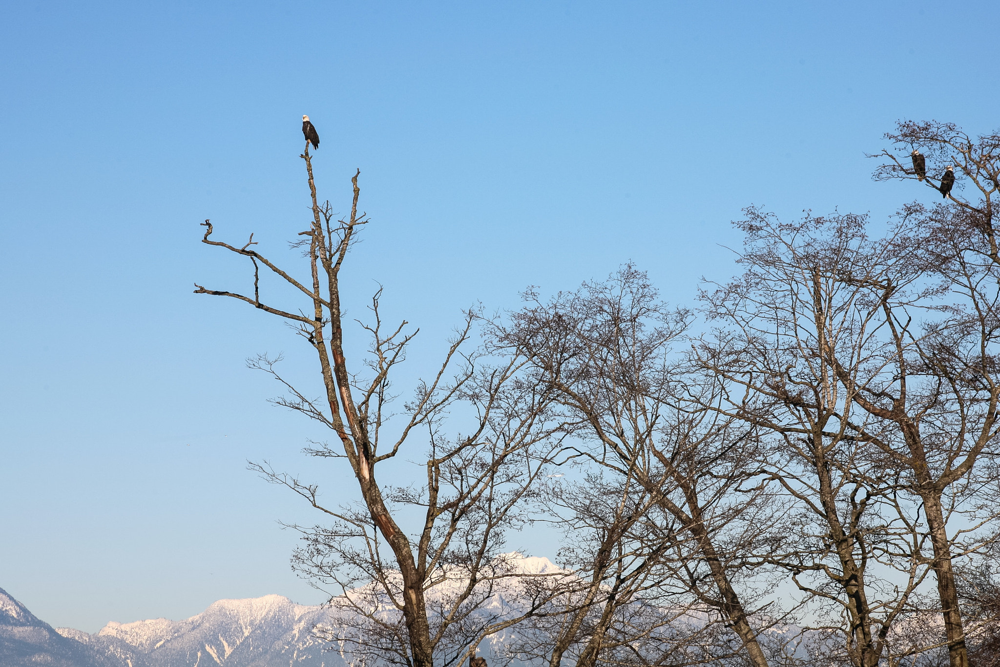 Canon EOS 5D sample photo. The eagles with the snow capped coast mountains behind vancouver. photography