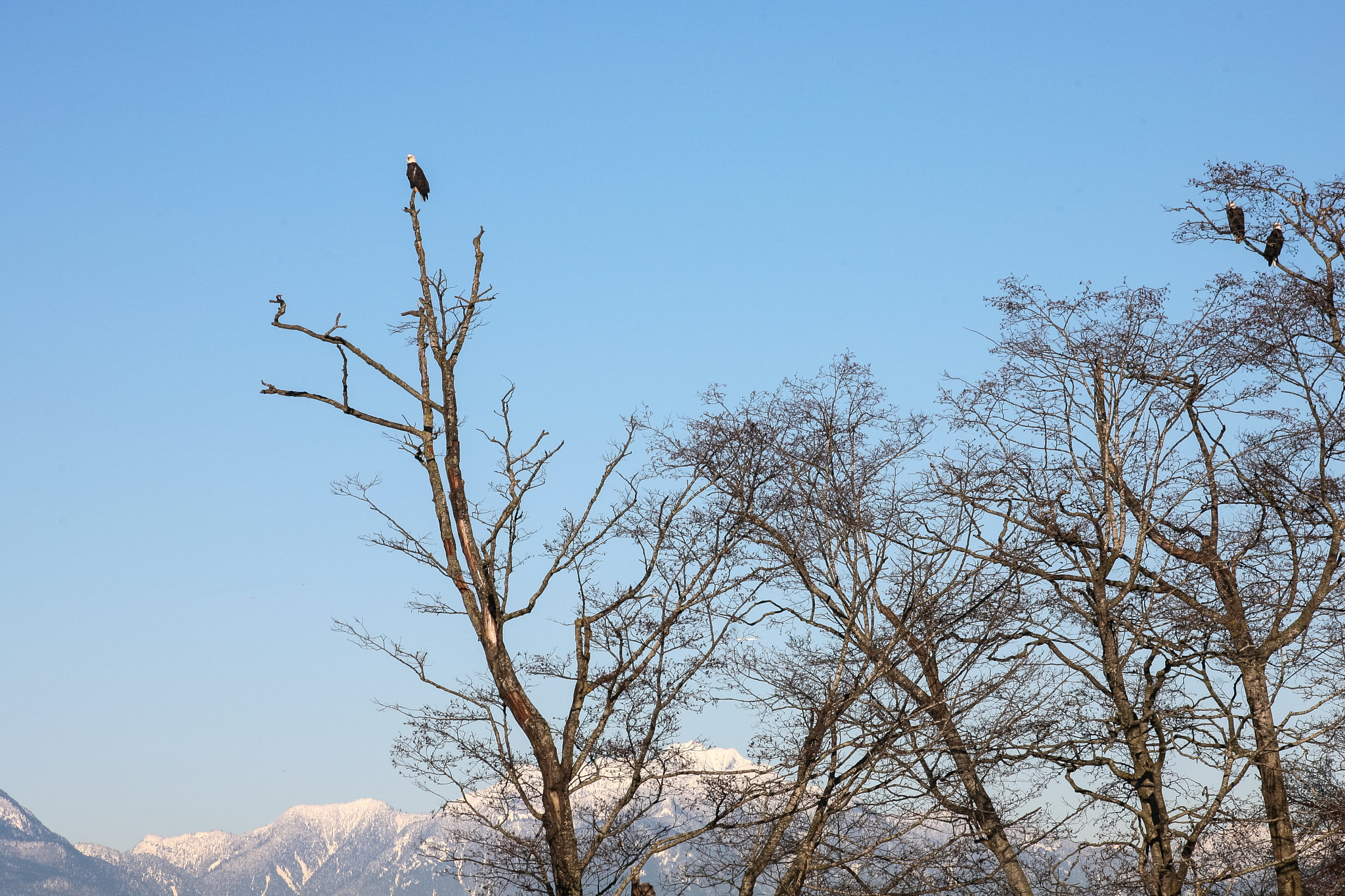 Canon EF 70-300mm F4-5.6 IS USM sample photo. The eagles with the snow capped coast mountains behind vancouver. photography
