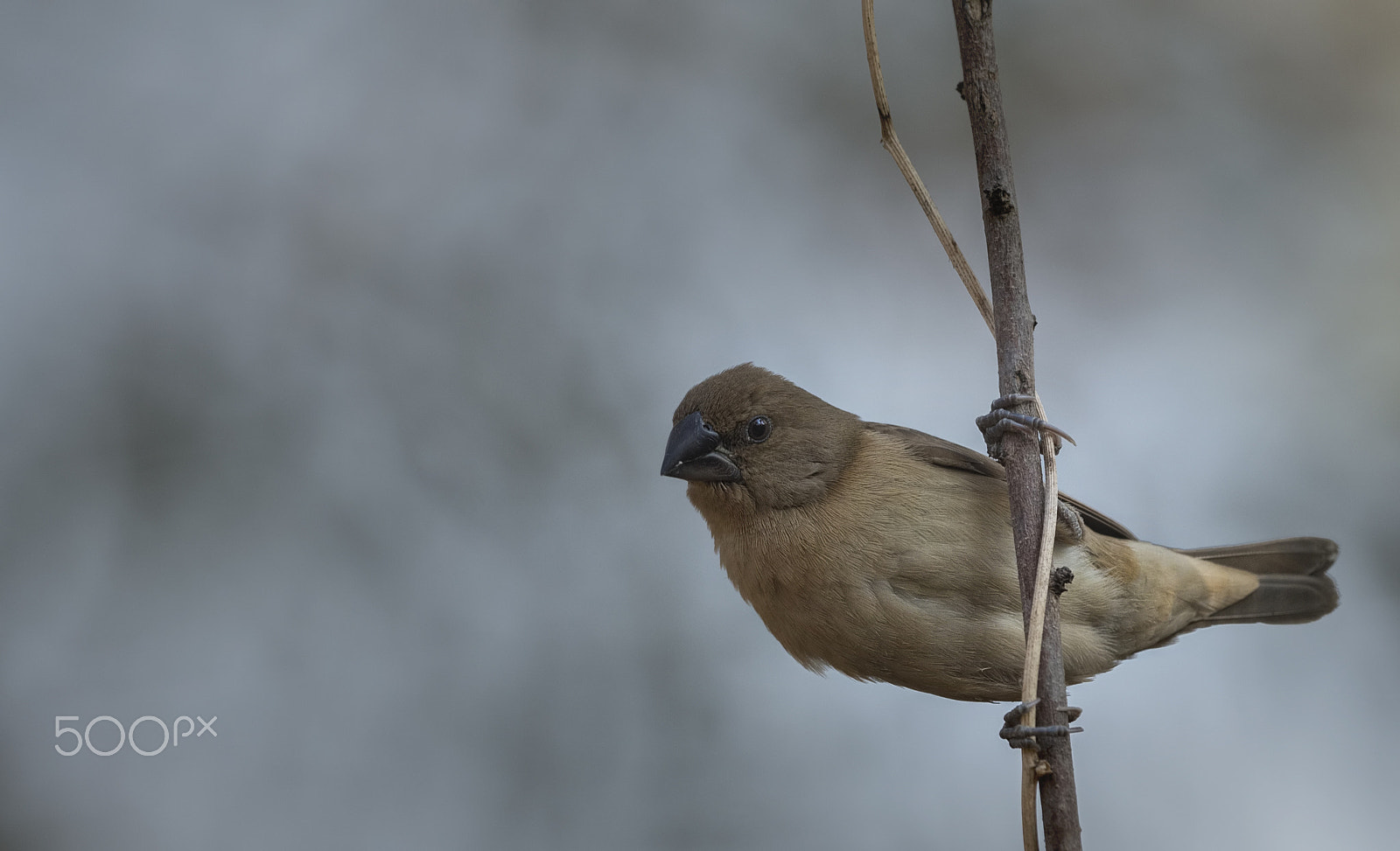 Nikon D750 sample photo. Scaly breasted munia photography