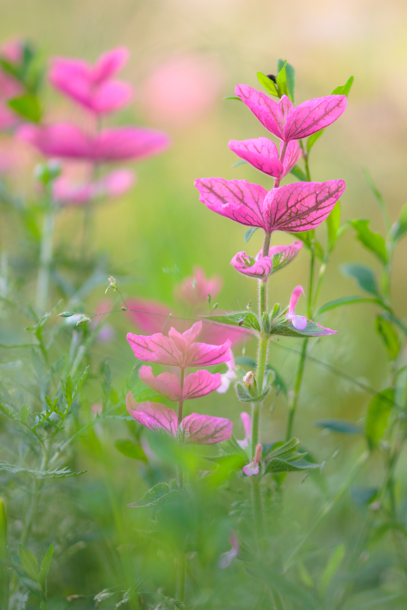 Sigma 105mm F2.8 EX DG OS HSM sample photo. Nature photography