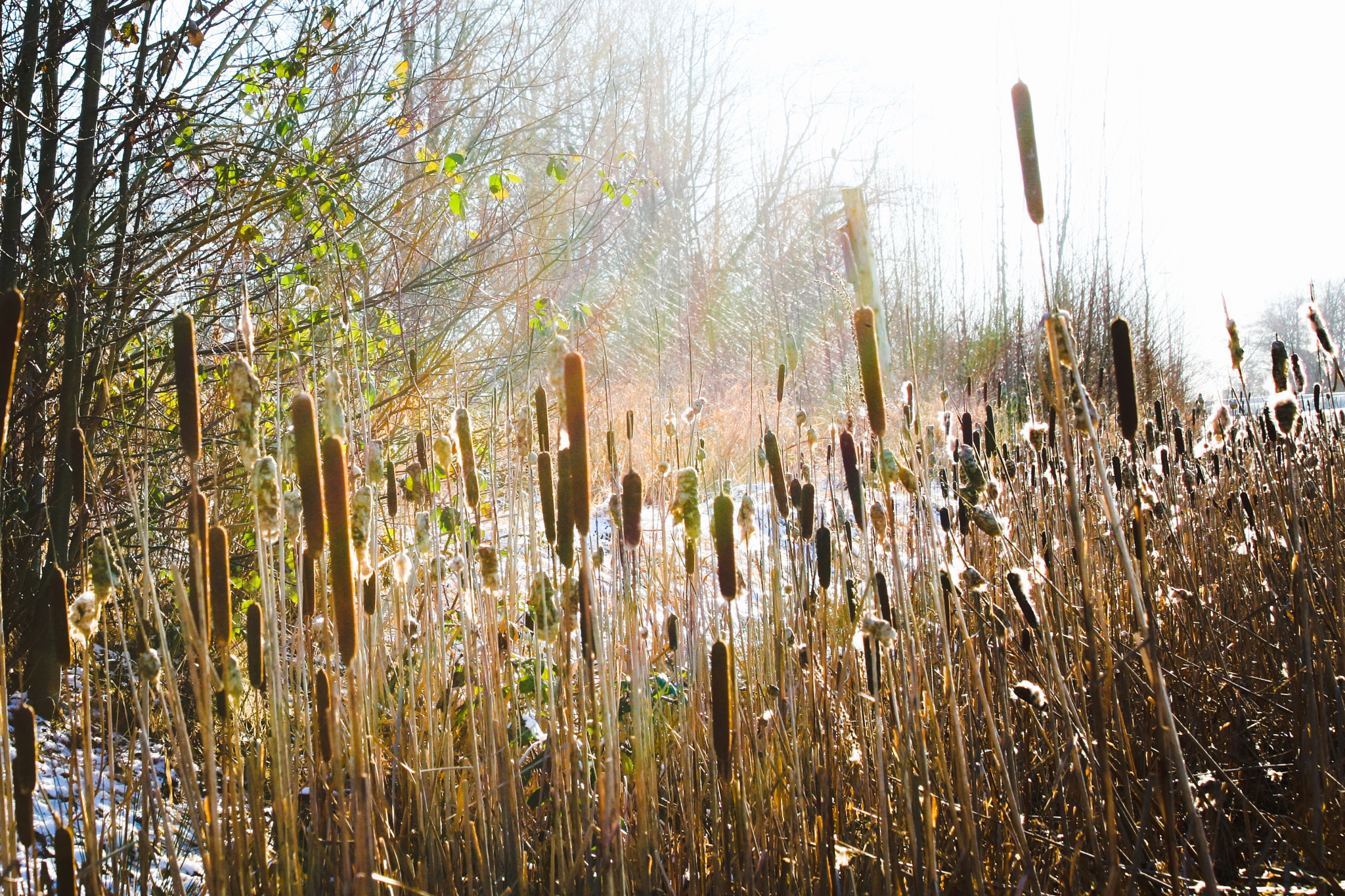 Canon EF 70-300mm F4-5.6 IS USM sample photo. When i was down in the ditch to get a better angle ... photography