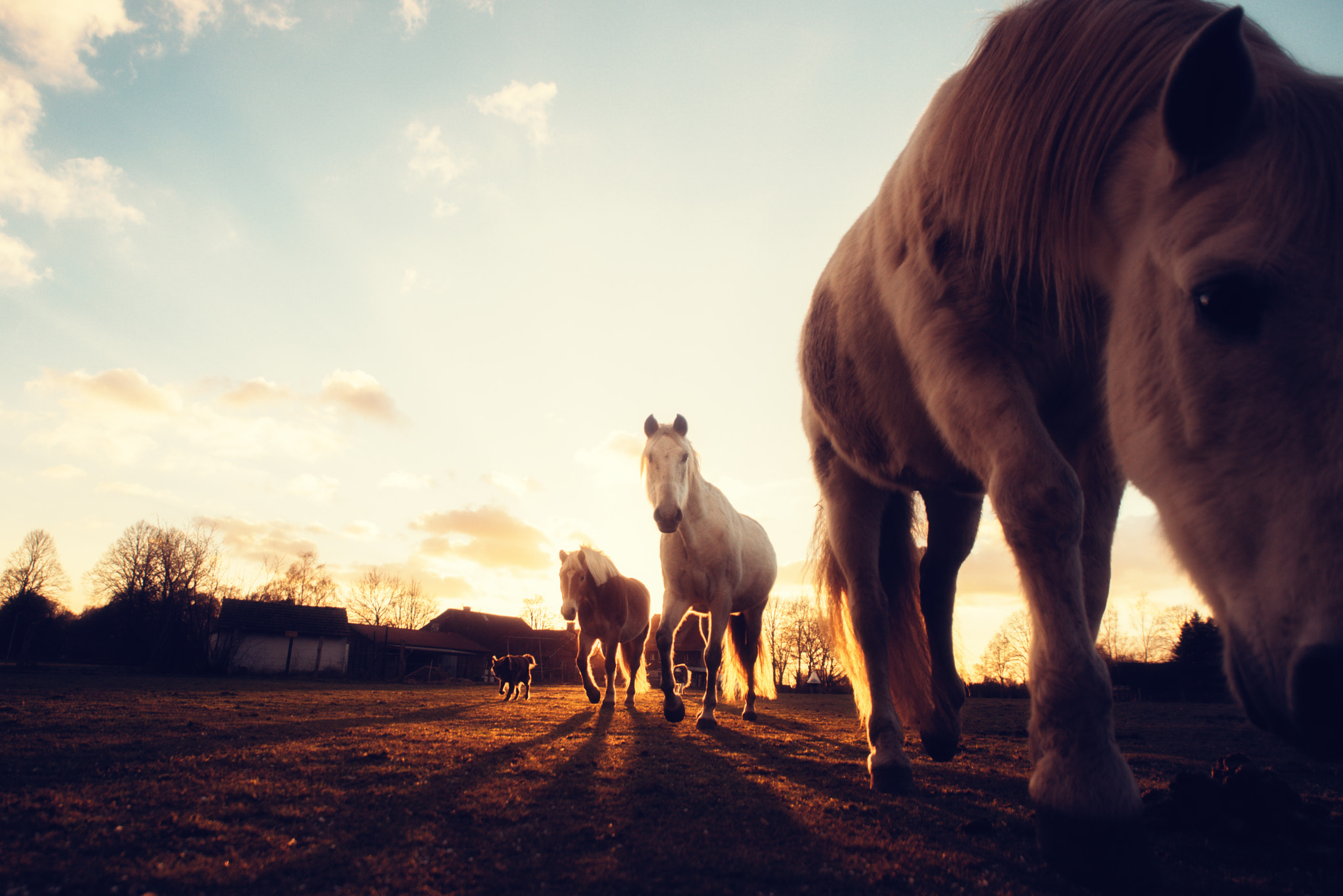 Nikon D750 + Sigma 14mm F2.8 EX Aspherical HSM sample photo. Hotelhorse iv photography