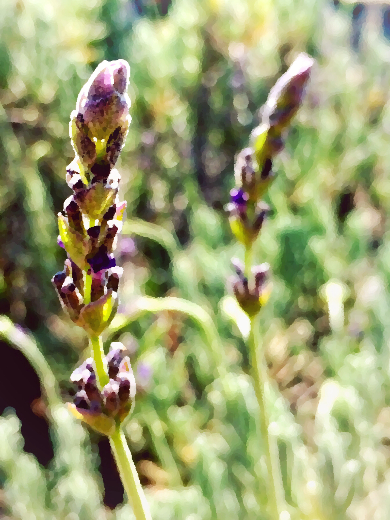 Apple iPhone6,1 sample photo. French lavender photography