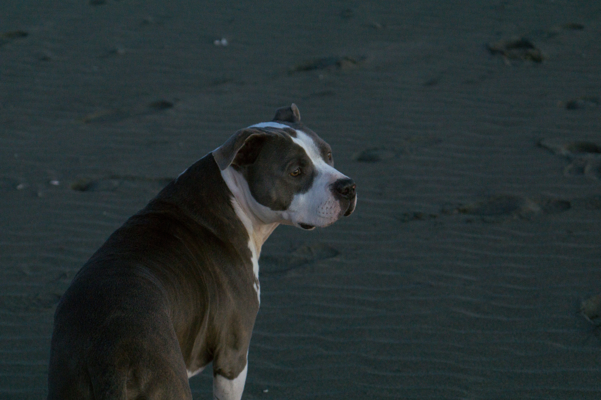 Sony a6000 sample photo. Pit bull at ocean beach photography