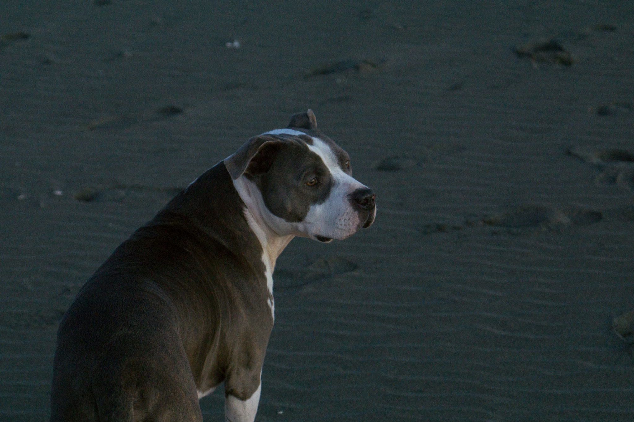 Sony a6000 + Sony Vario Tessar T* FE 24-70mm F4 ZA OSS sample photo. Pit bull at ocean beach photography