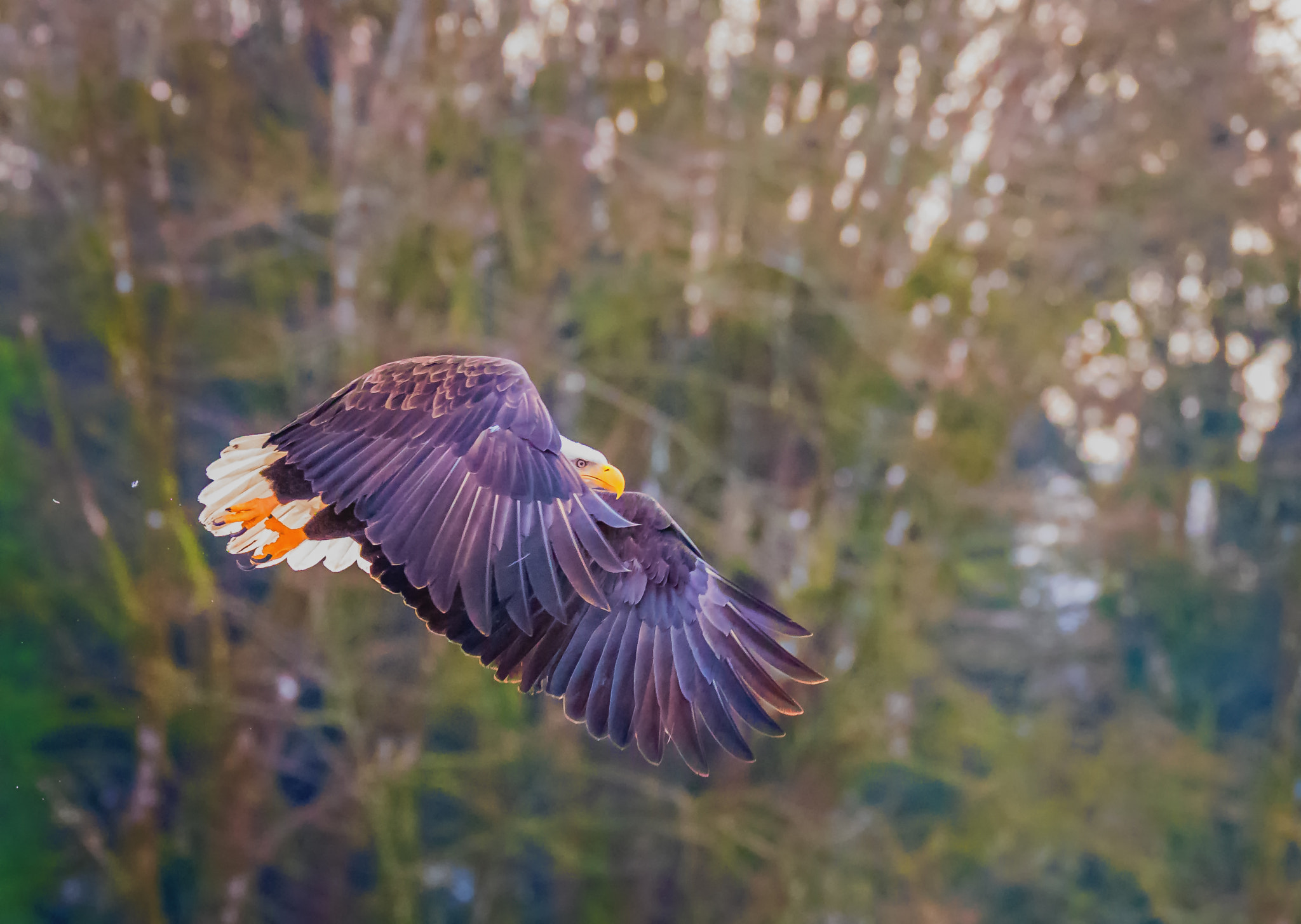 150-600mm F5-6.3 DG OS HSM | Sports 014 sample photo. Bald eagle flying photography